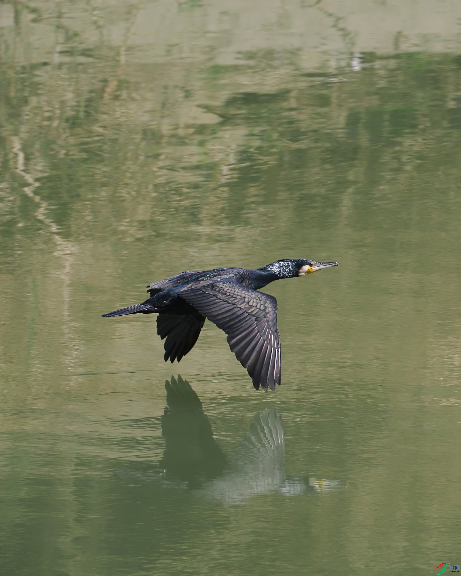 P2260394 (2)-2.jpg