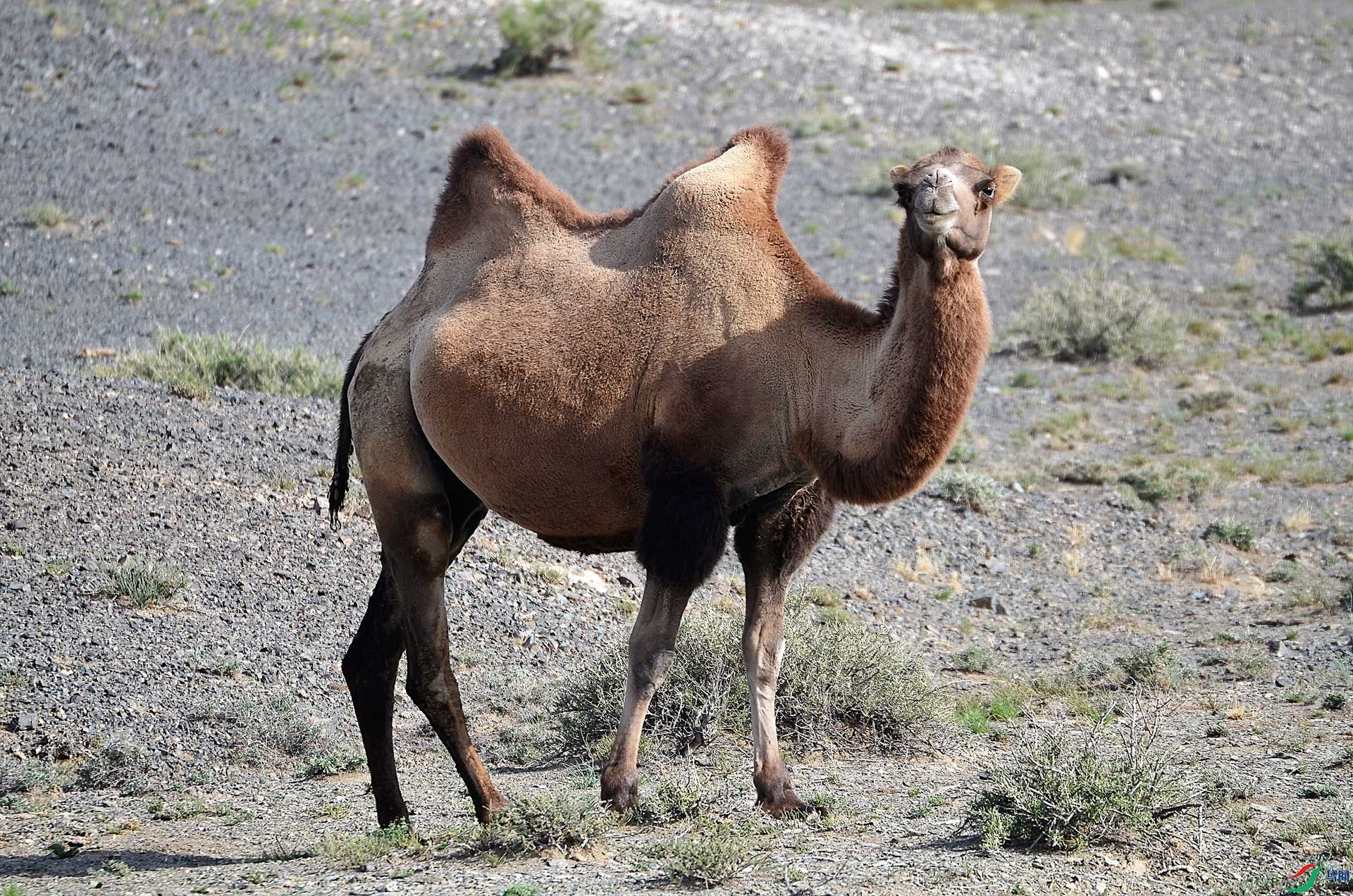 隔壁滩上的野骆驼