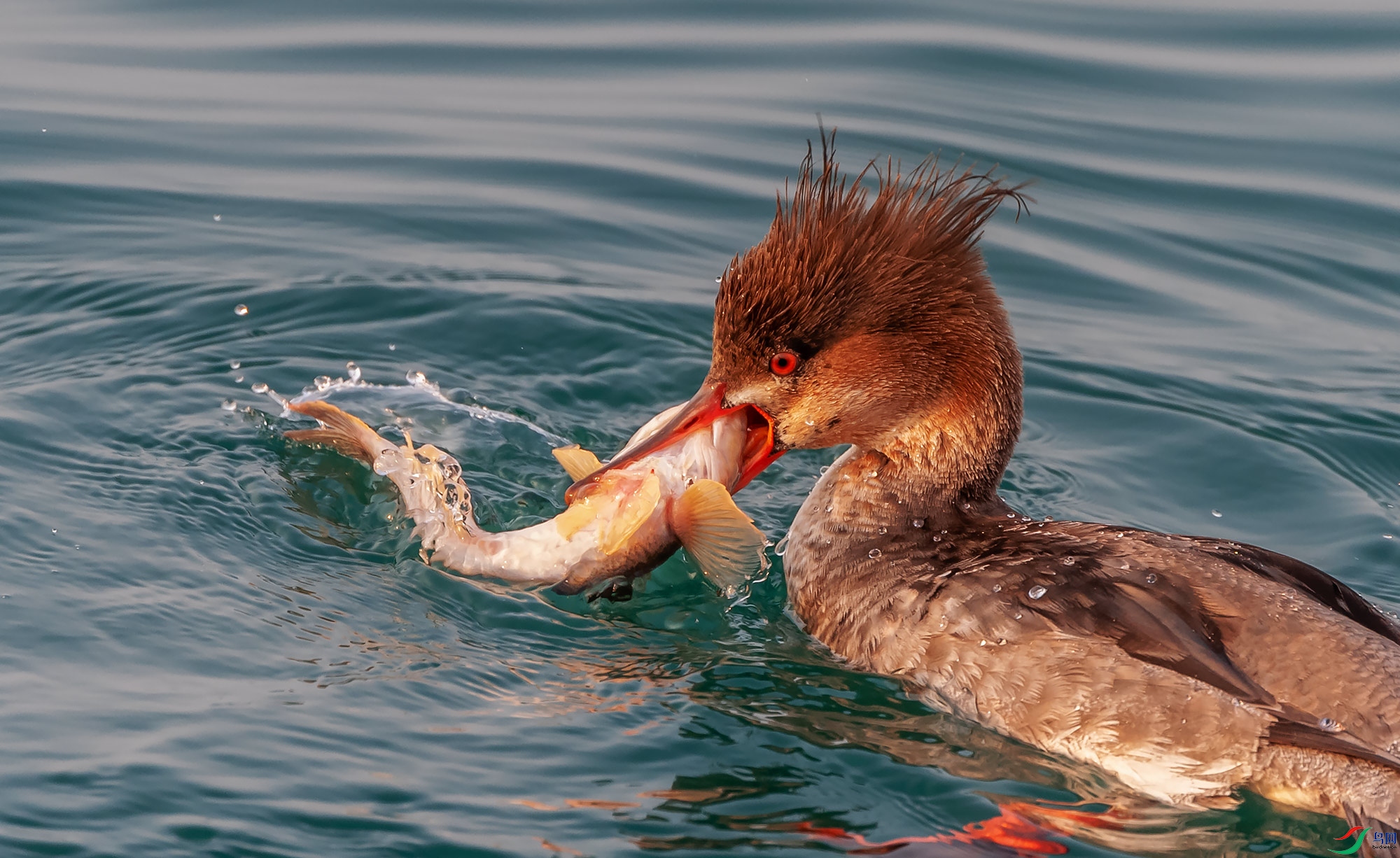 ������ɳѼ