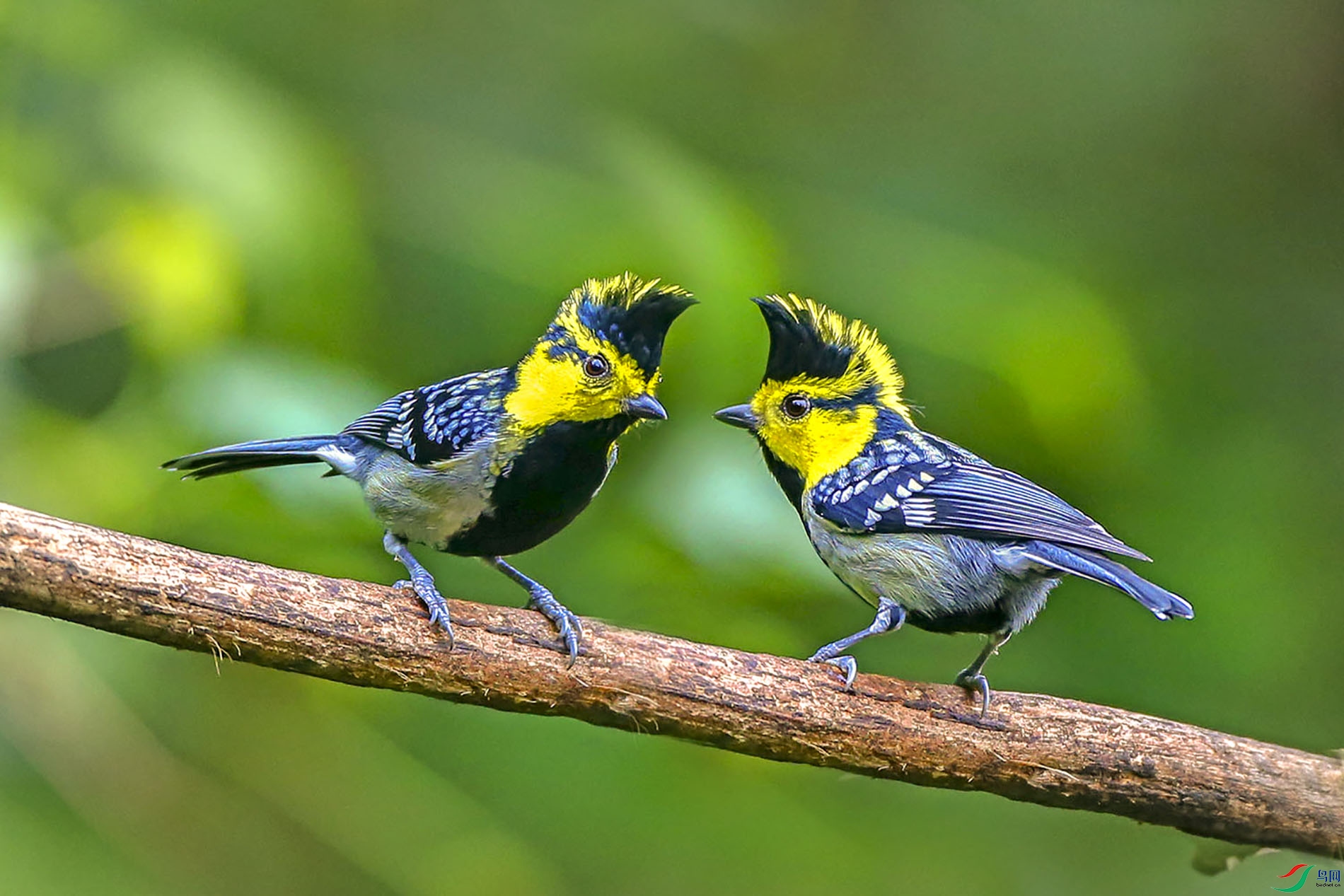 黄雀母鸟与公鸟参照图图片
