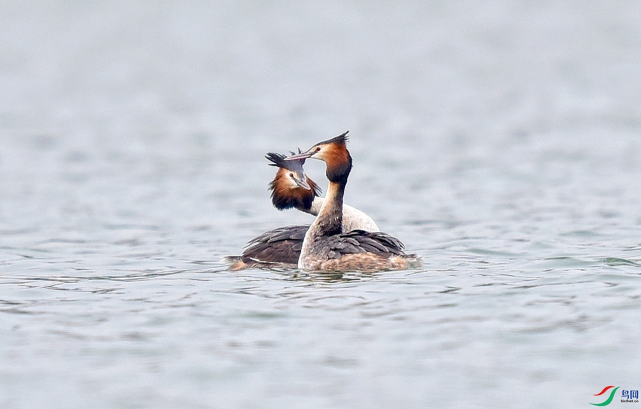 DSC_0725_conew1.jpg