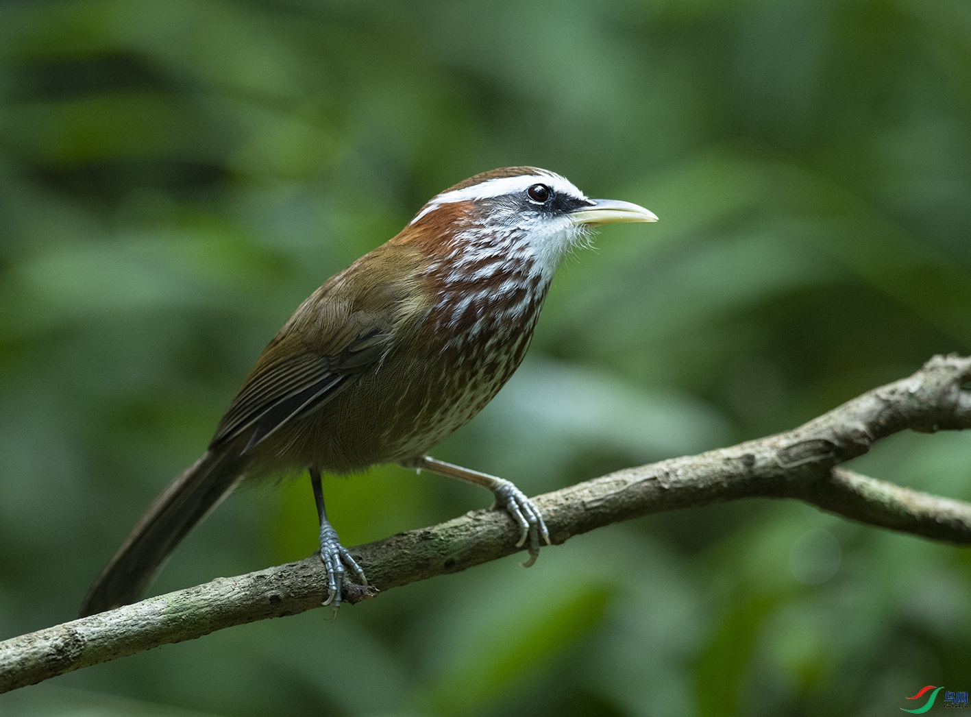 ���i�^���B Streak-breasted Scimitar Babbler_DSC9427����1.jpg