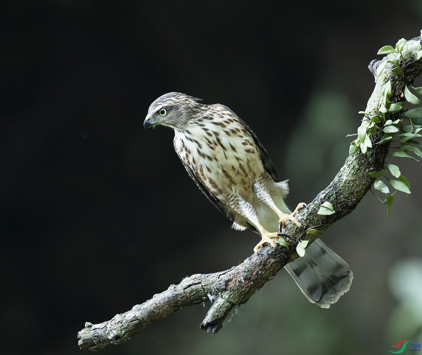�P�^�� Crested Goshawk_DSC9733����1.jpg