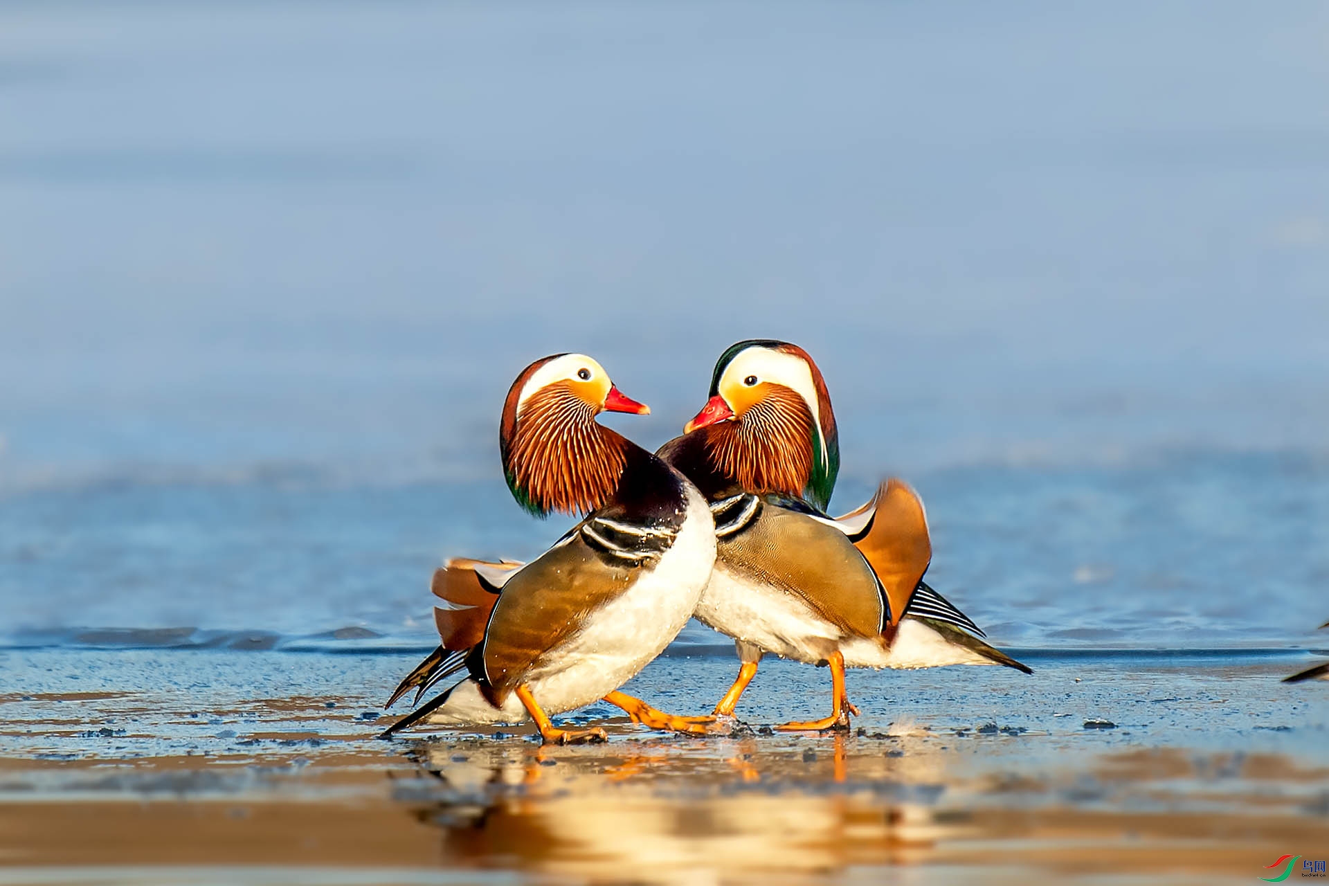 DSC_2827 ����.jpg