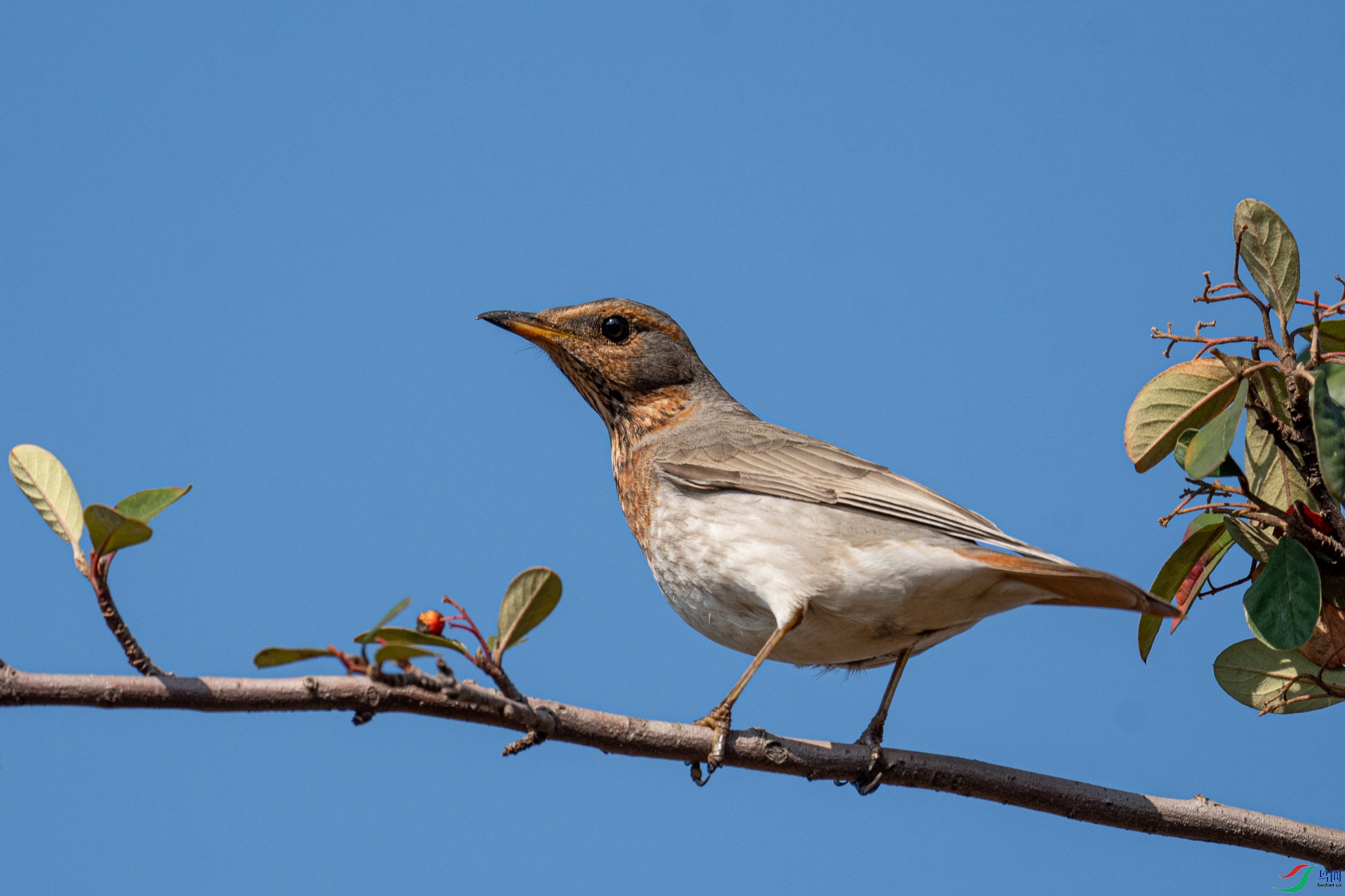 DSC_7185.jpg
