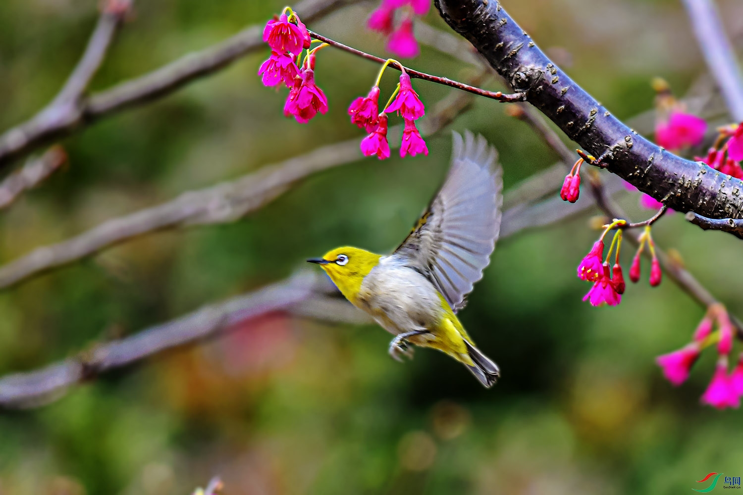 DSC_2086.jpg