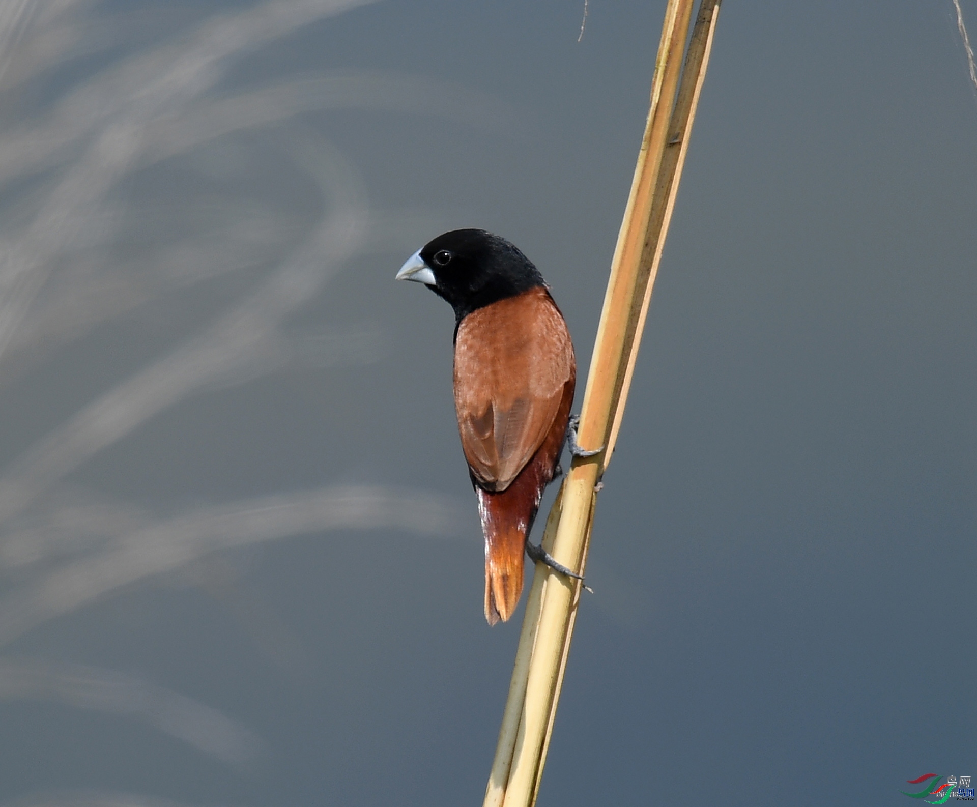 ����ϸ��  ��ʦ����������ʡ�º���徰����������ӯ����.jpg