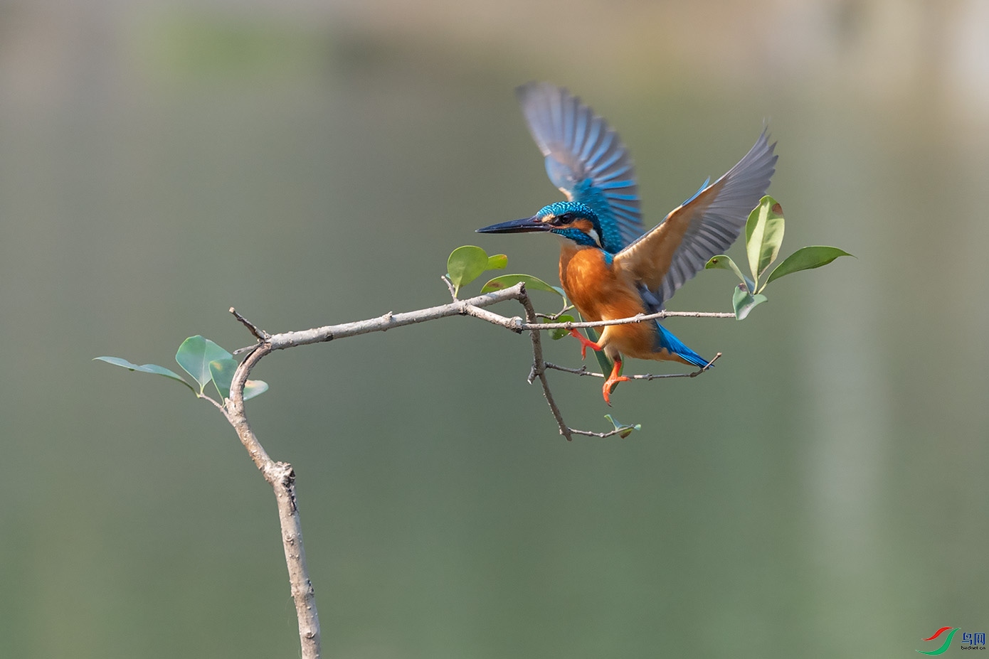 DSC_6272-1.jpg