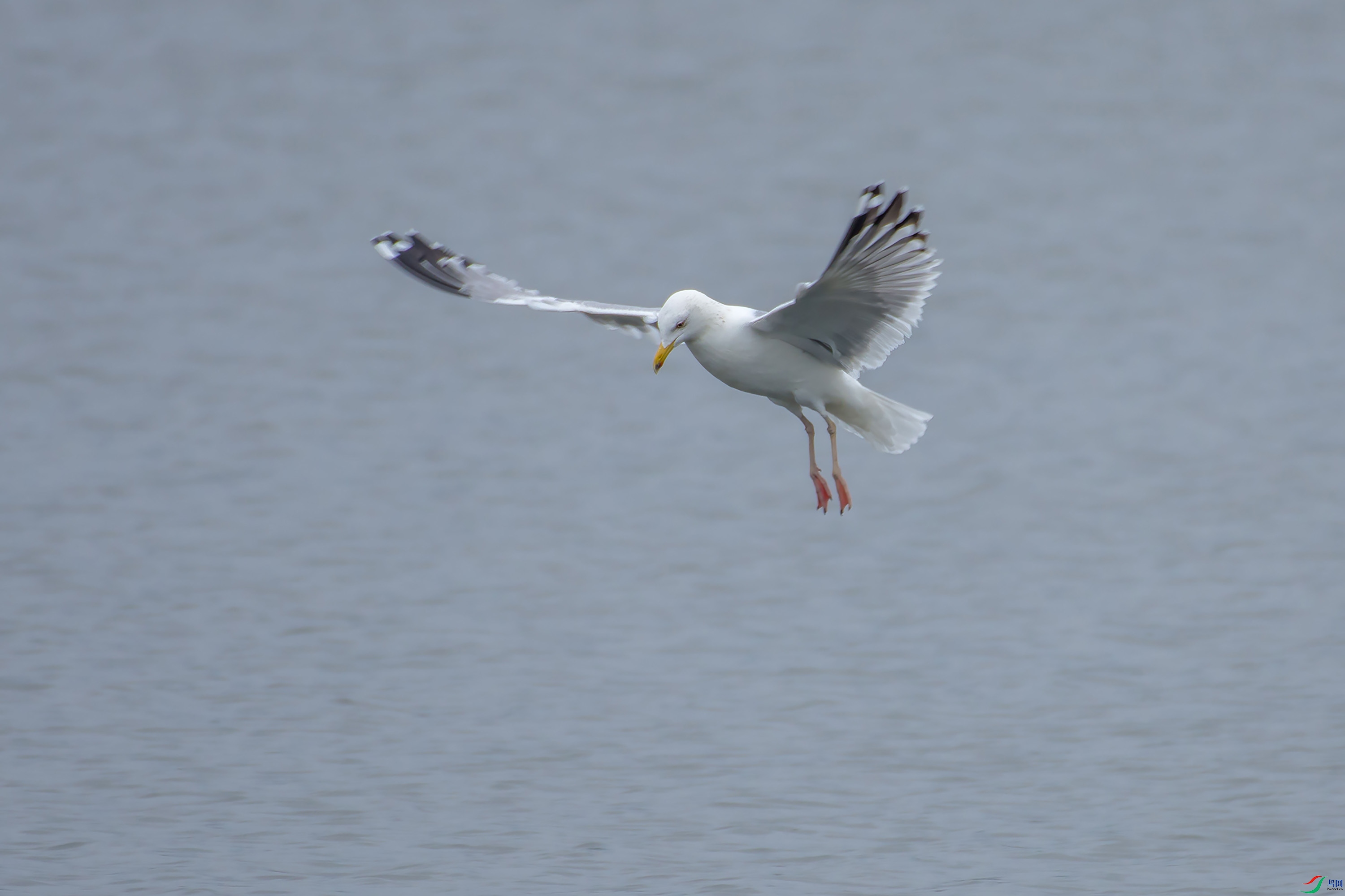DSC_8682-1.jpg