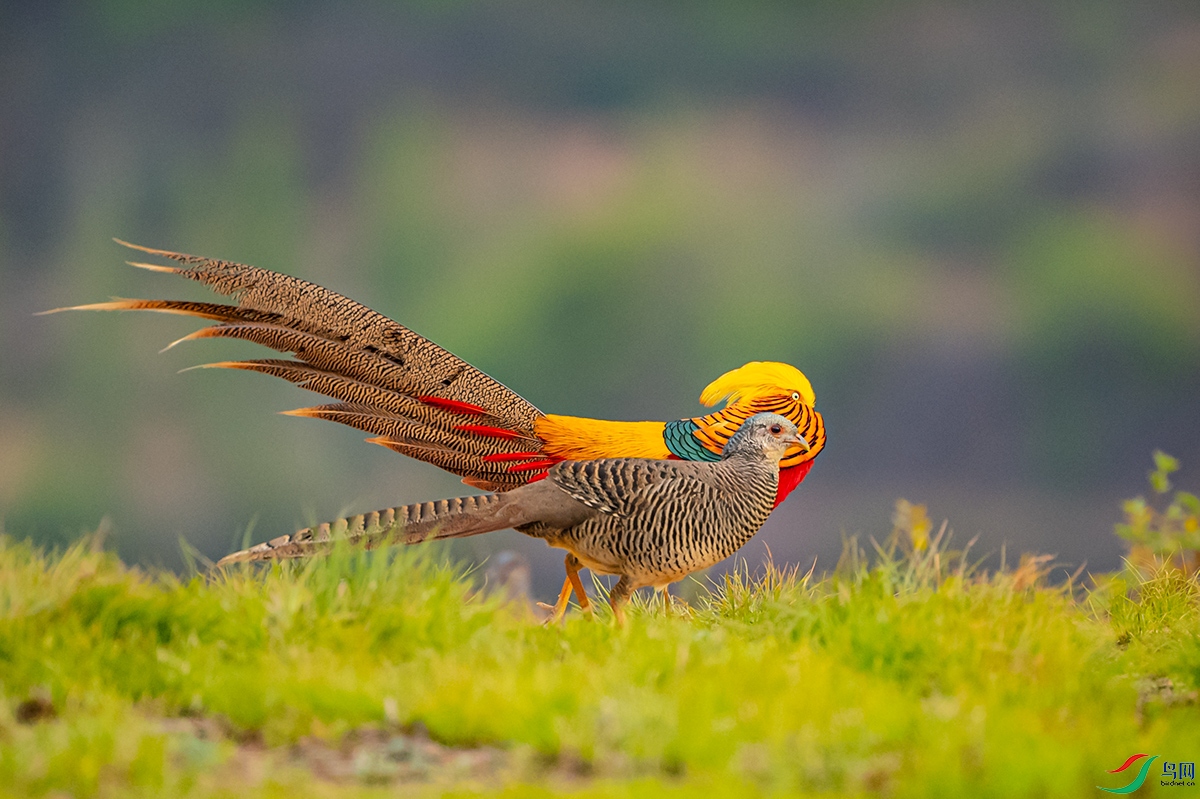 _LZP3887.jpg1.jpg