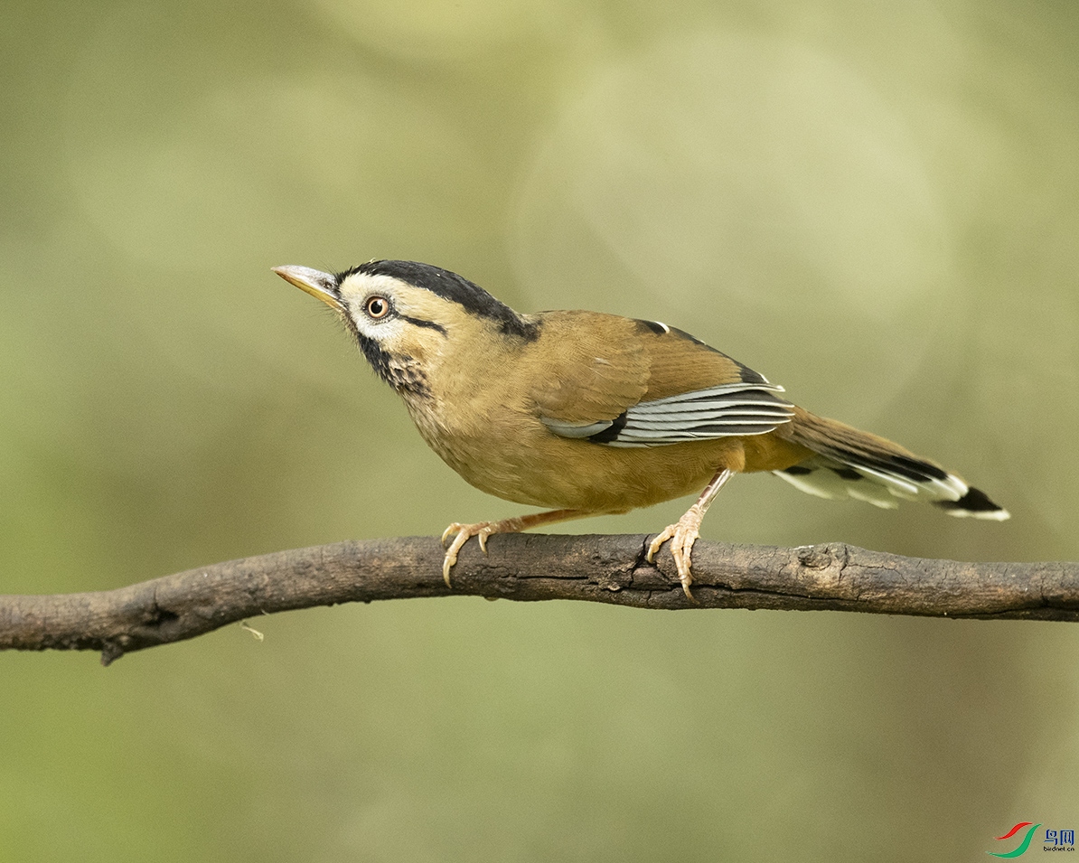 �ҳ����B Moustached Laughingthrush_DSC4016����1.jpg