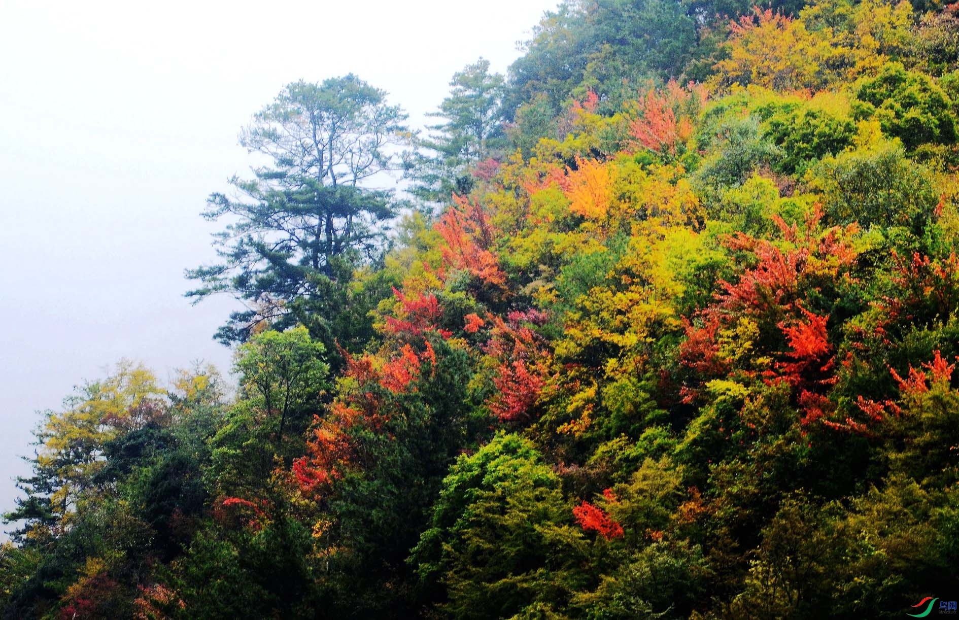 ��կ�� 432.jpg