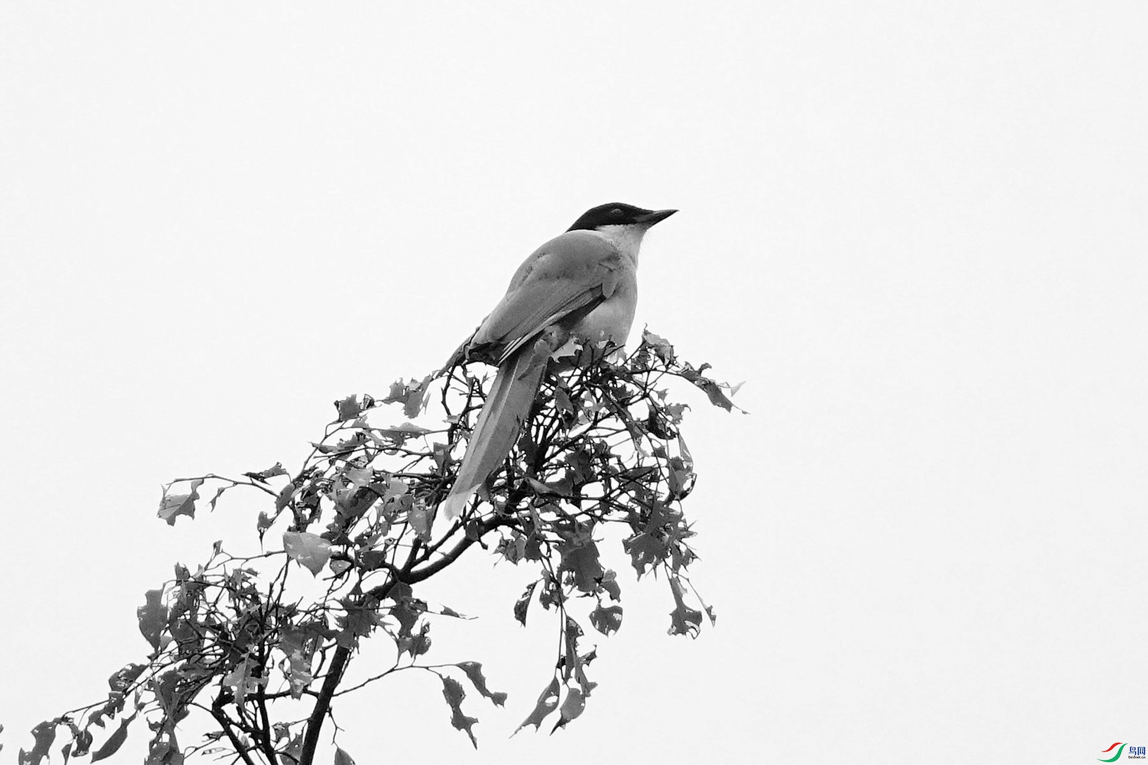 灰喜鹊