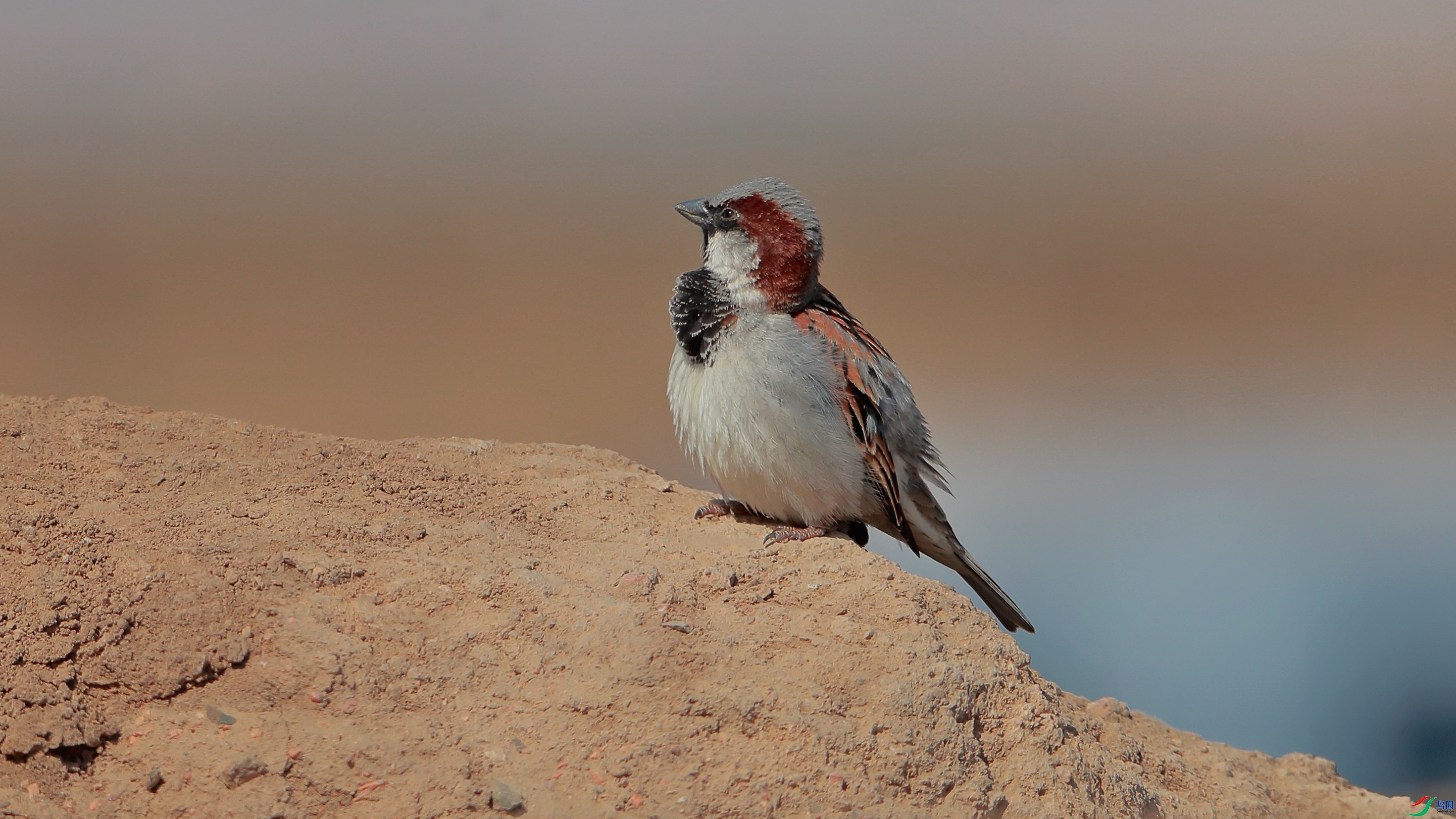 �½���ӥ  ��ʦ��������.��.ά.��.��.���������ǵ���������.jpg