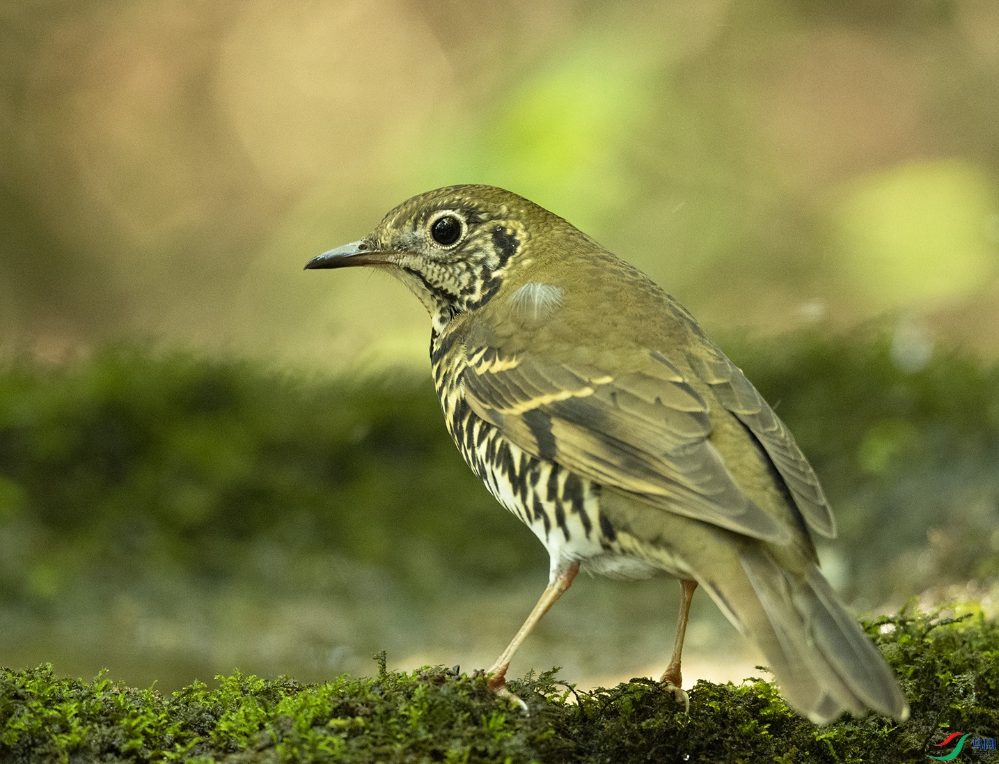 �Lβ���� Long-tailed Thrush_DSC5900����1.jpg