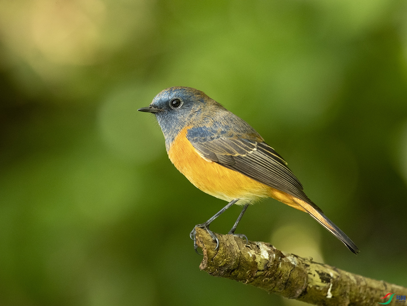 蓝额红尾鸲bluefrontedredstart