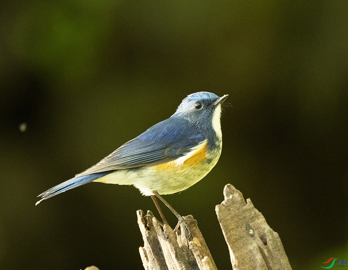�{ü���z Himalayan Bluetail_DSC6471����1.jpg