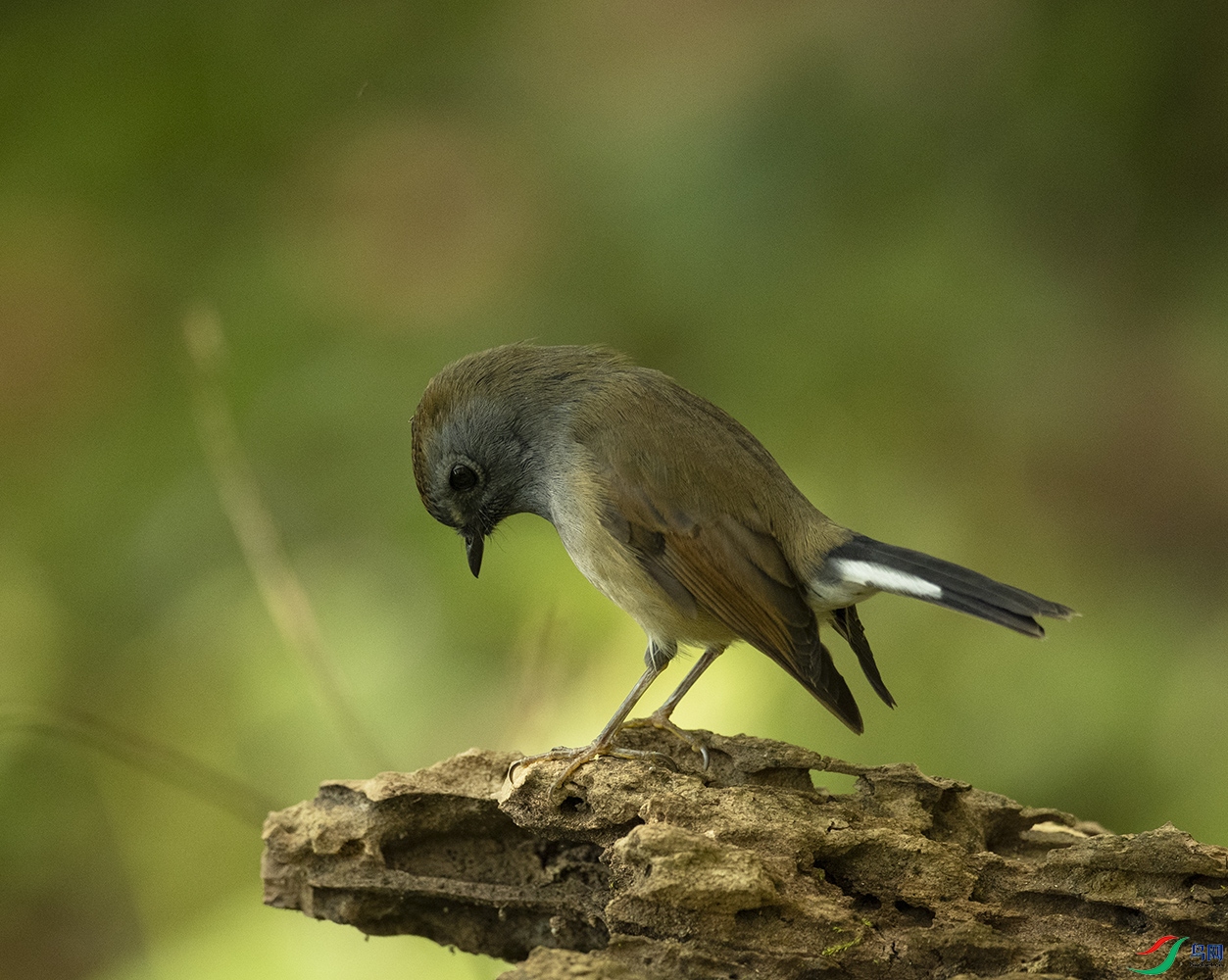 ���ؼ��O Rufous-gorgeted Flycatcher_DSC6383����1.jpg