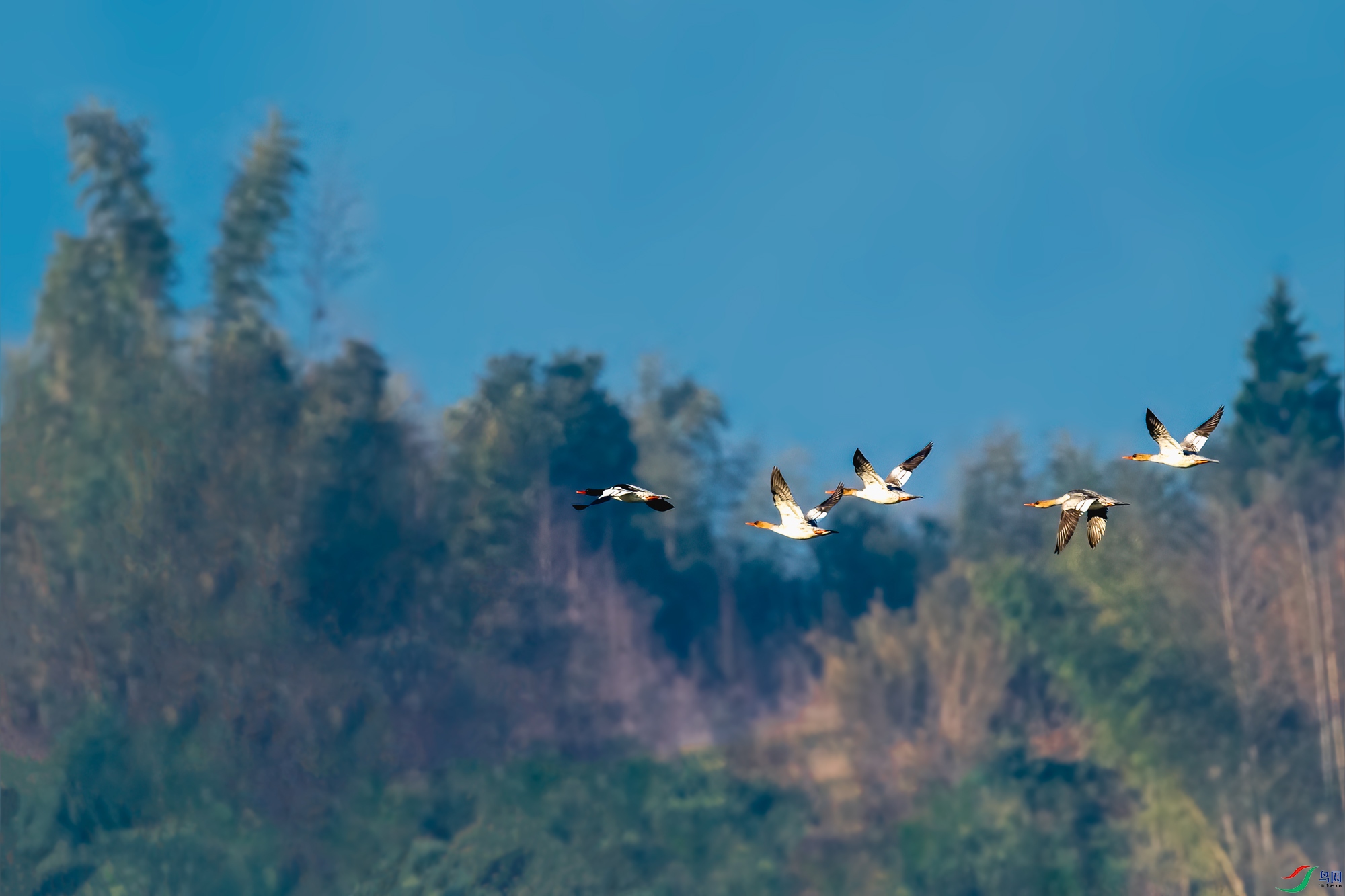 _SNQ8595-1.jpg