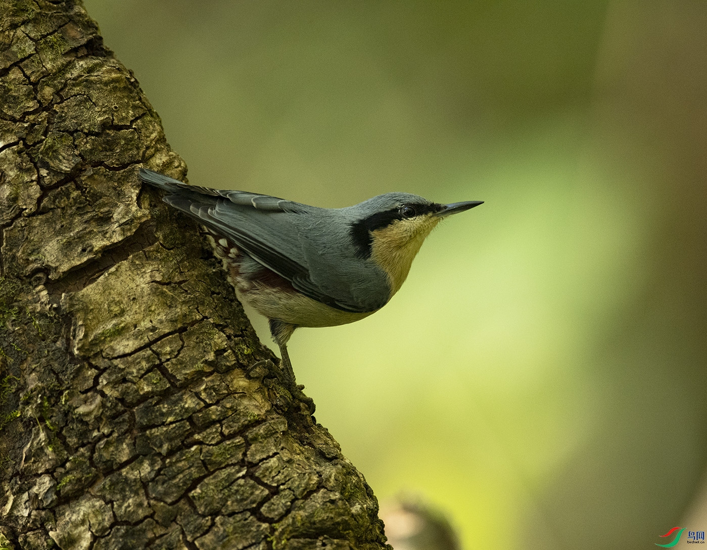 �����[ Chestnut-vented Nuthatch_DSC6314����1.jpg