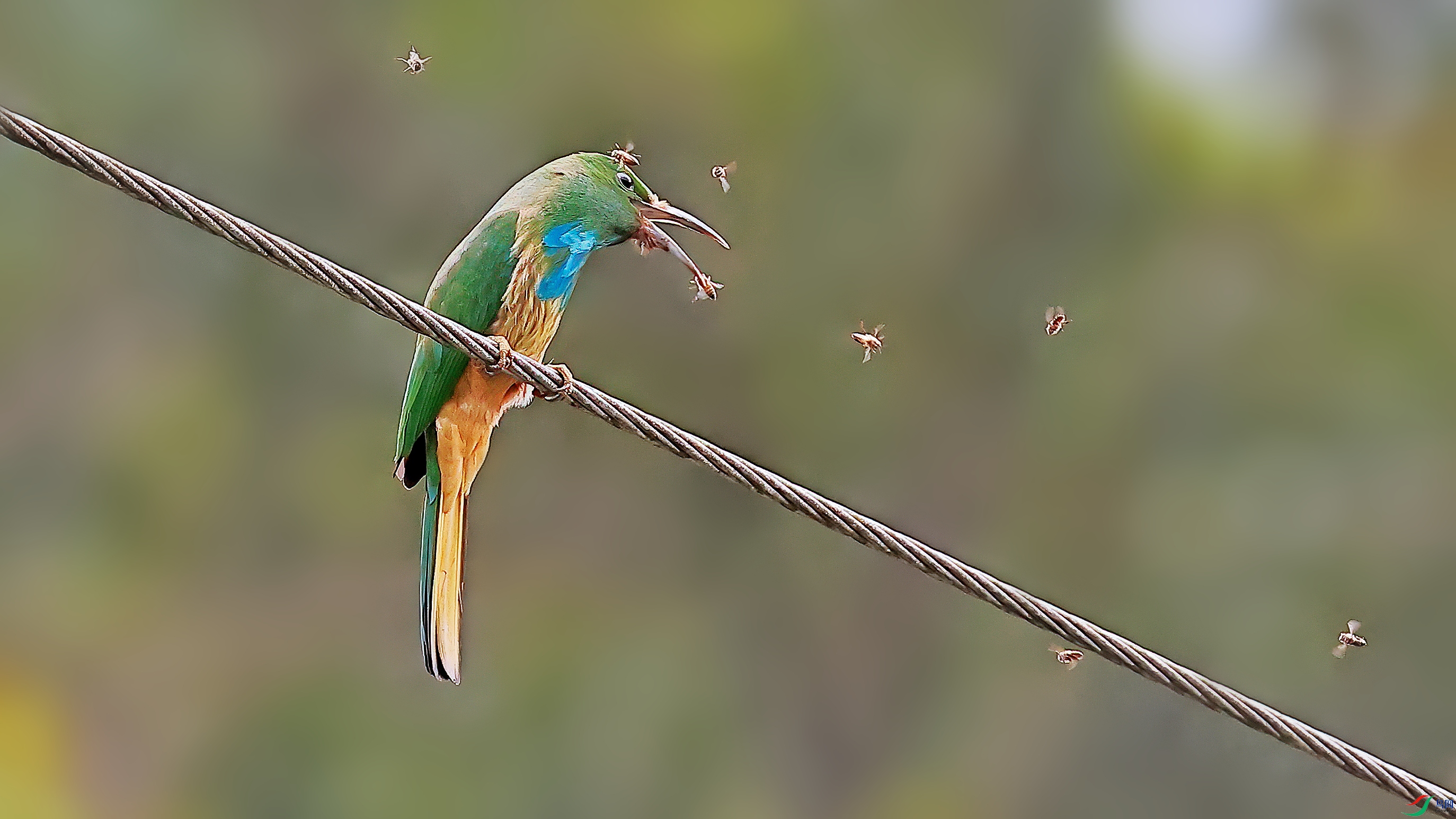 _O8I6858-DeNoiseAI-denoise (1)_����.jpg