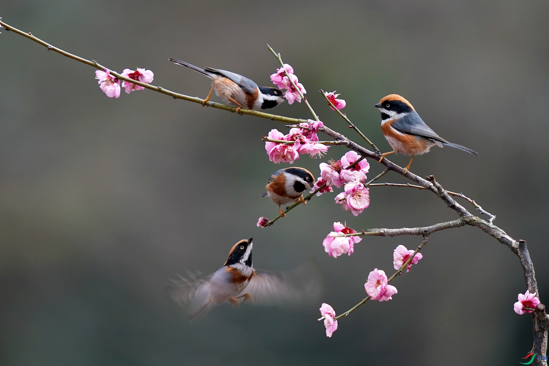 雀上梅枝喜喳喳