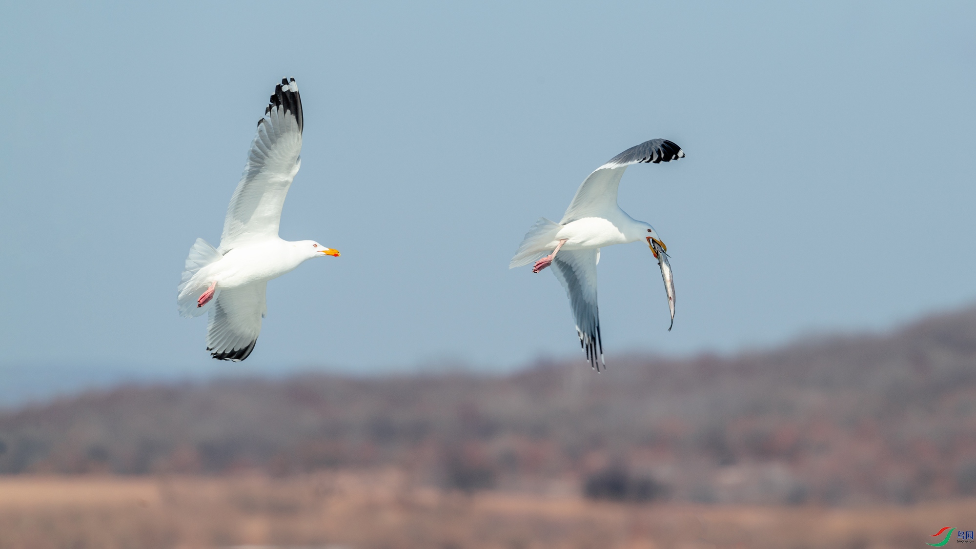 DSC_8782k.jpg