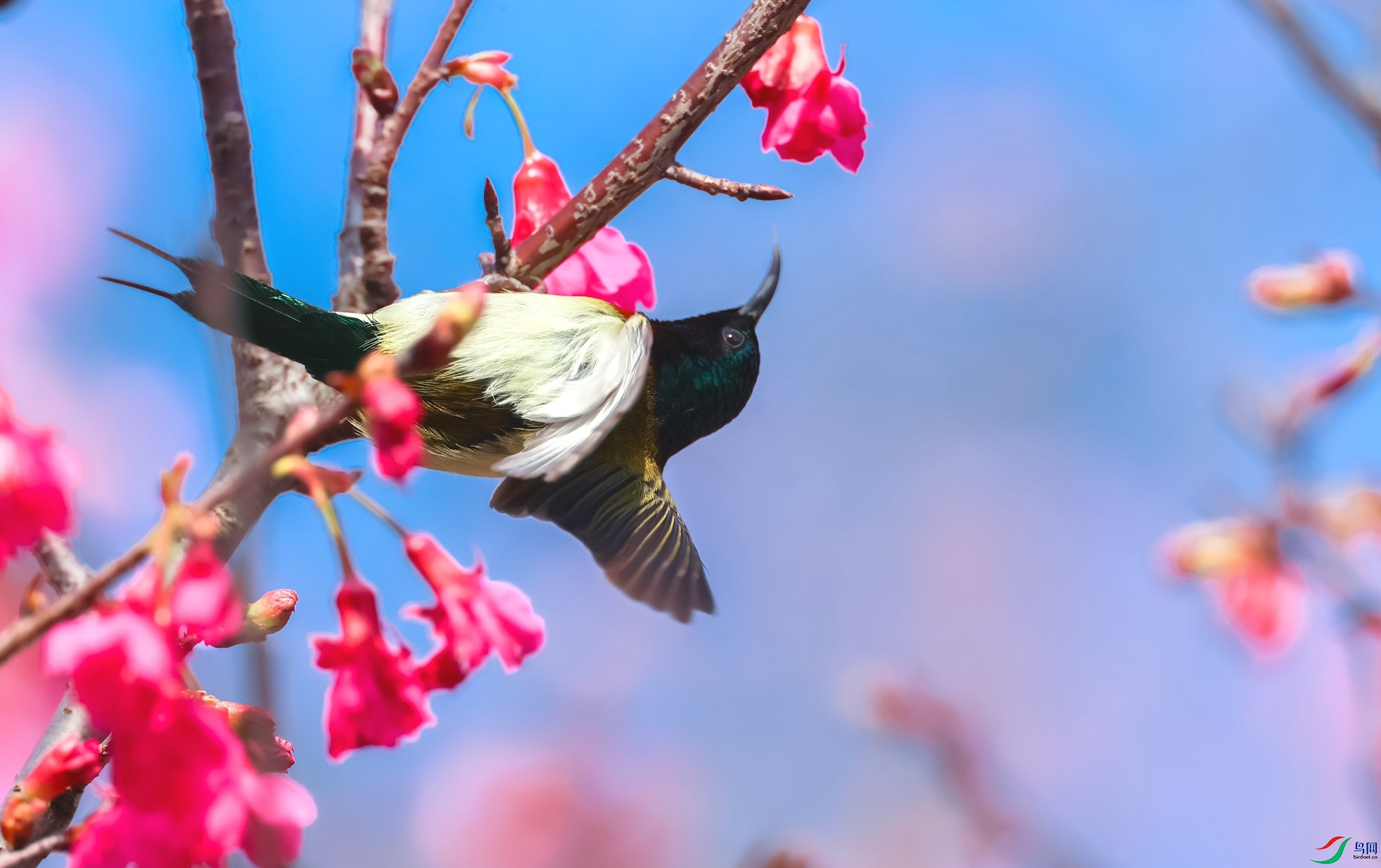 ��β̫����