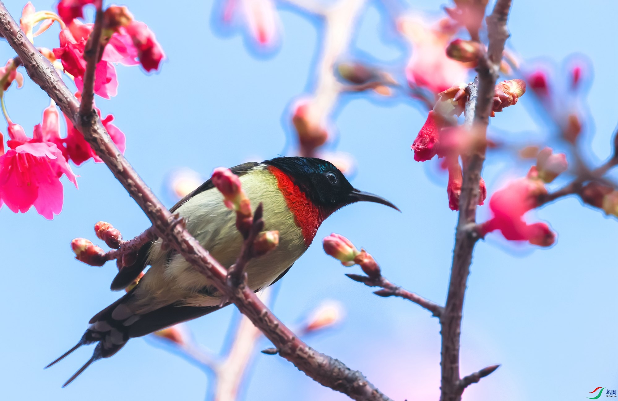 ��β̫����