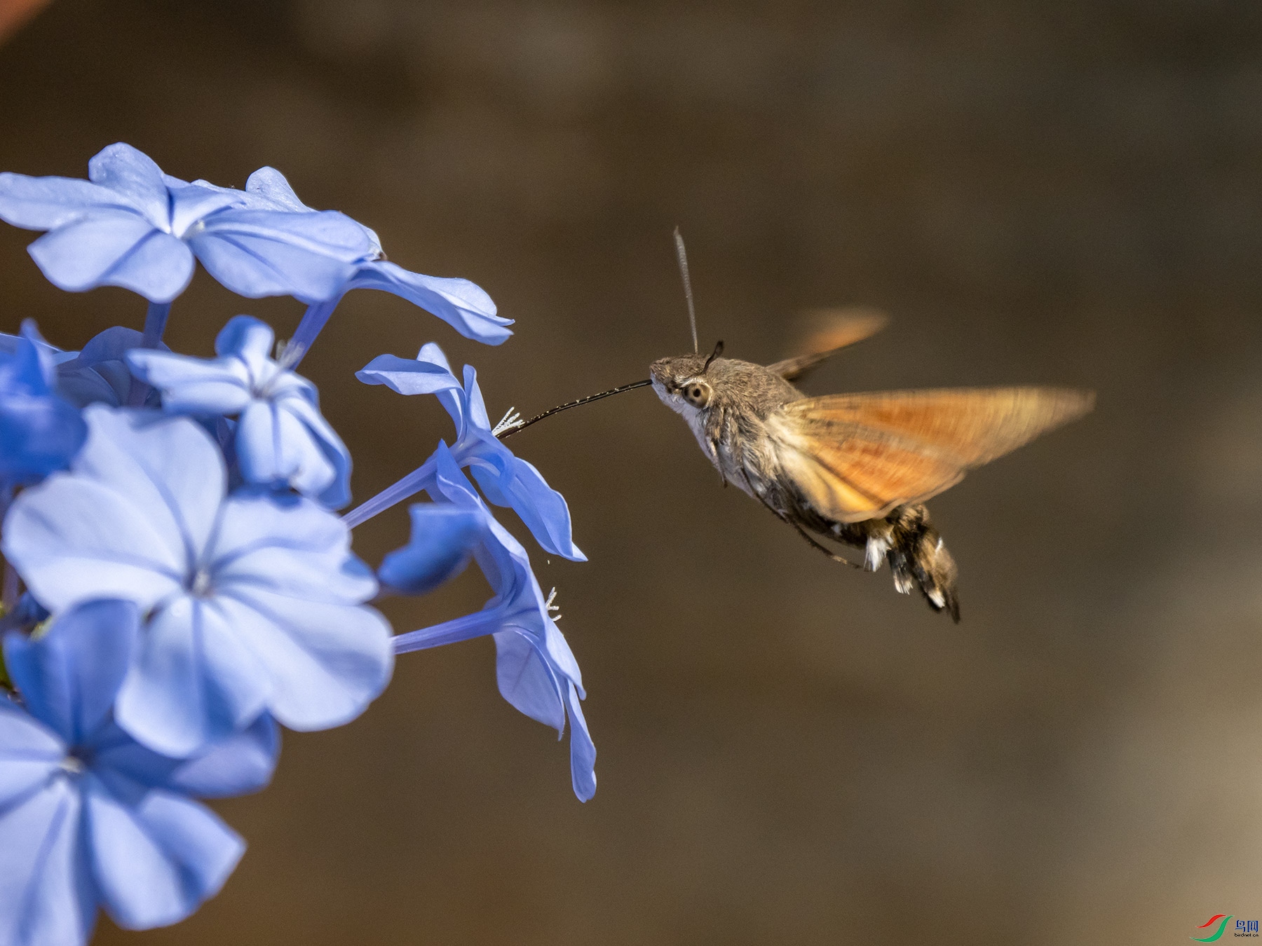 ����ӥ������ѩ��