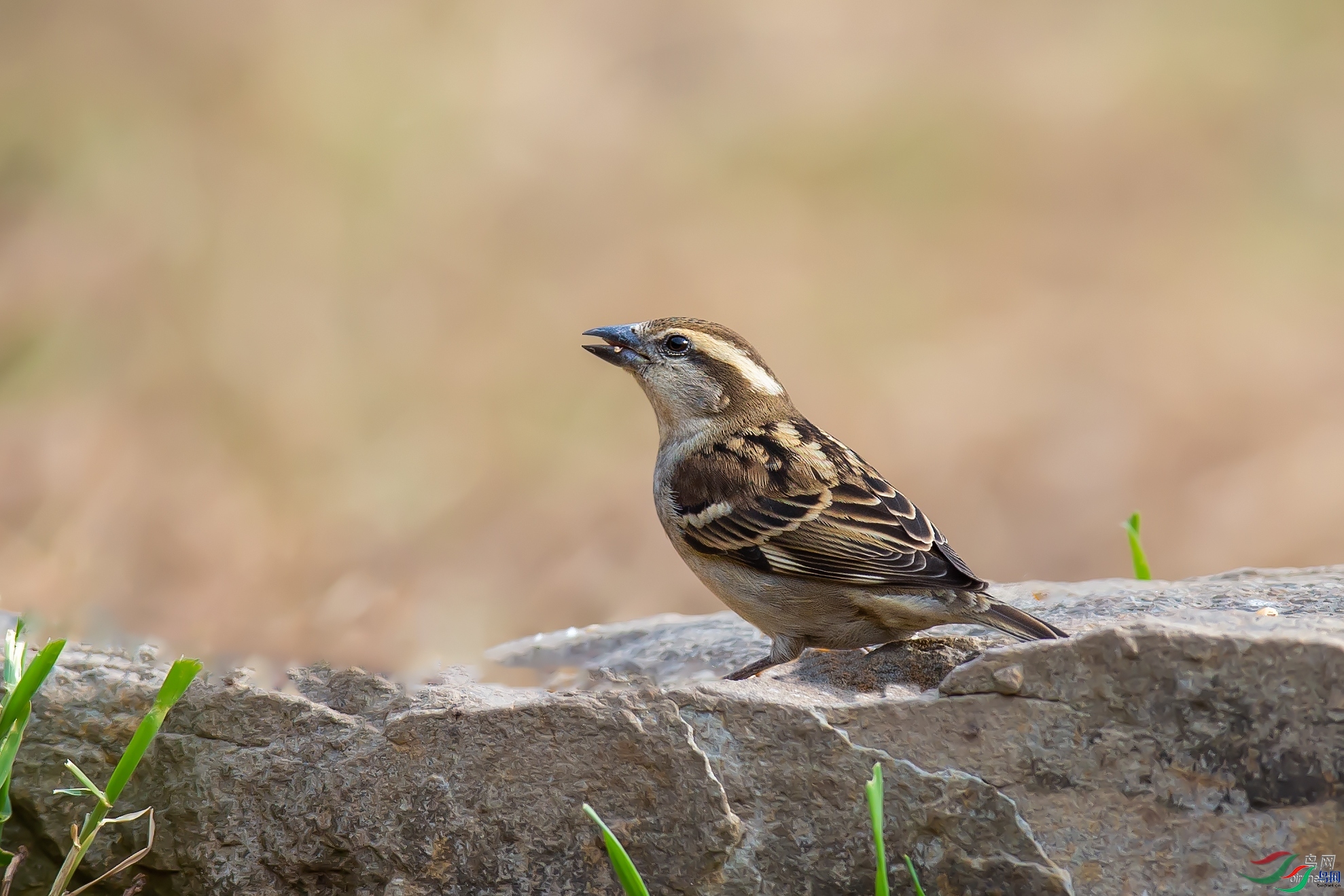 �ϱ�bj  ��ʦ����������ʡ����������.jpg