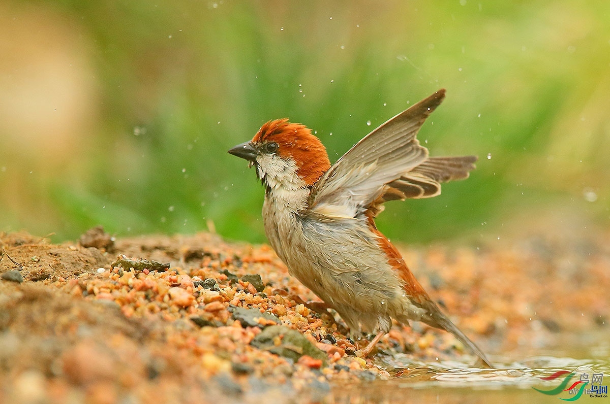 ������  ��ʦ������ɽ��ʡΫ���в�����.jpg