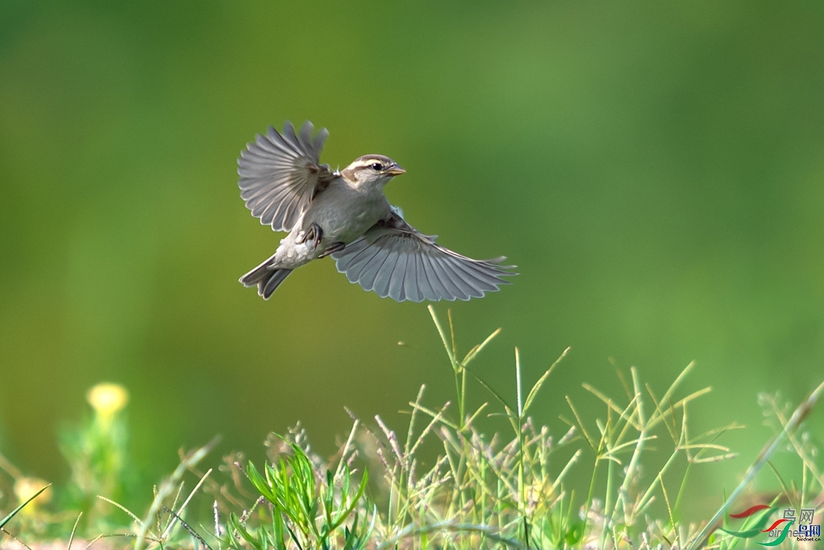 ��Ϊ����  ��ʦ�����ں���ʡ��������ɽ��.jpg