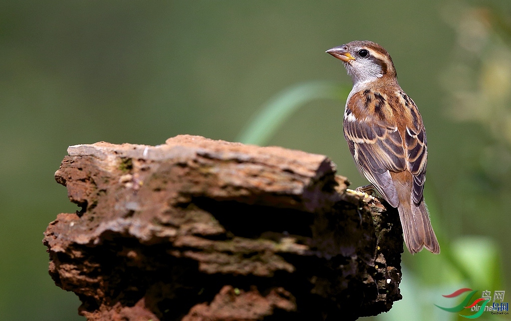 �㵴ɽ  ��ʦ�����ں���ʡƽ��ɽ��³ɽ��.jpg