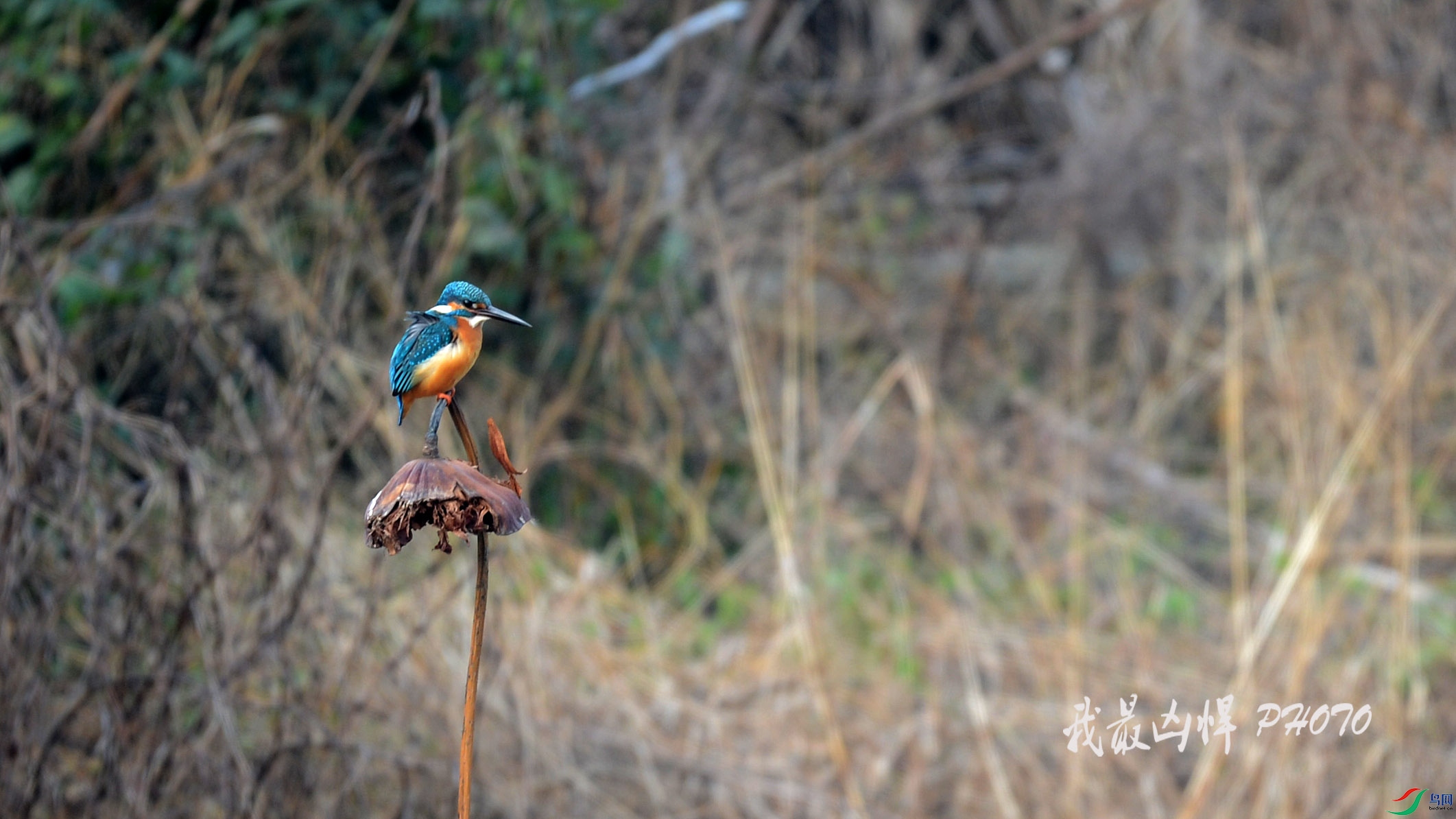 DSC_1067.jpg