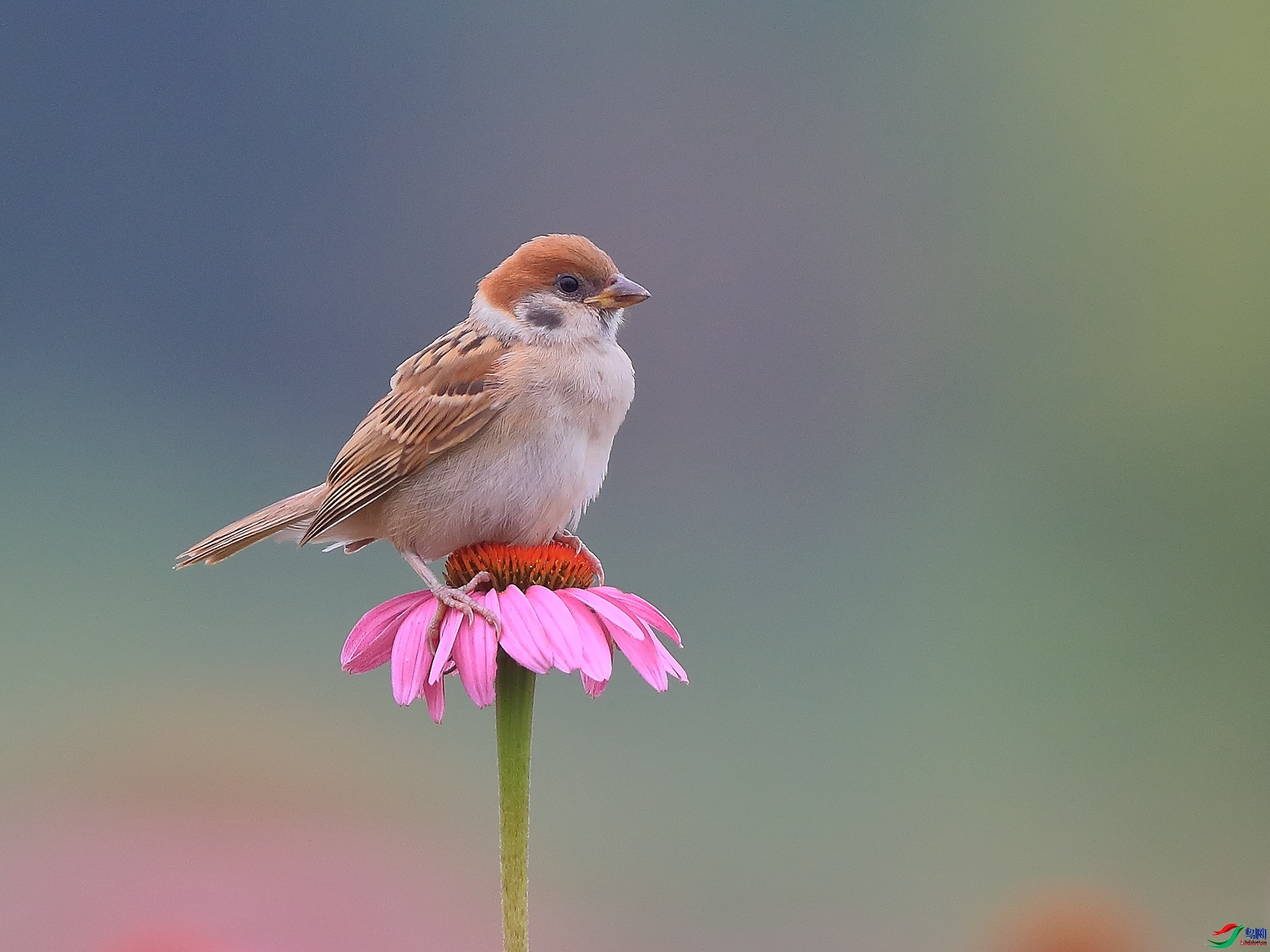 �ǲ�  ��ʦ�����ںӱ�ʡʯ��ׯ��1.jpg