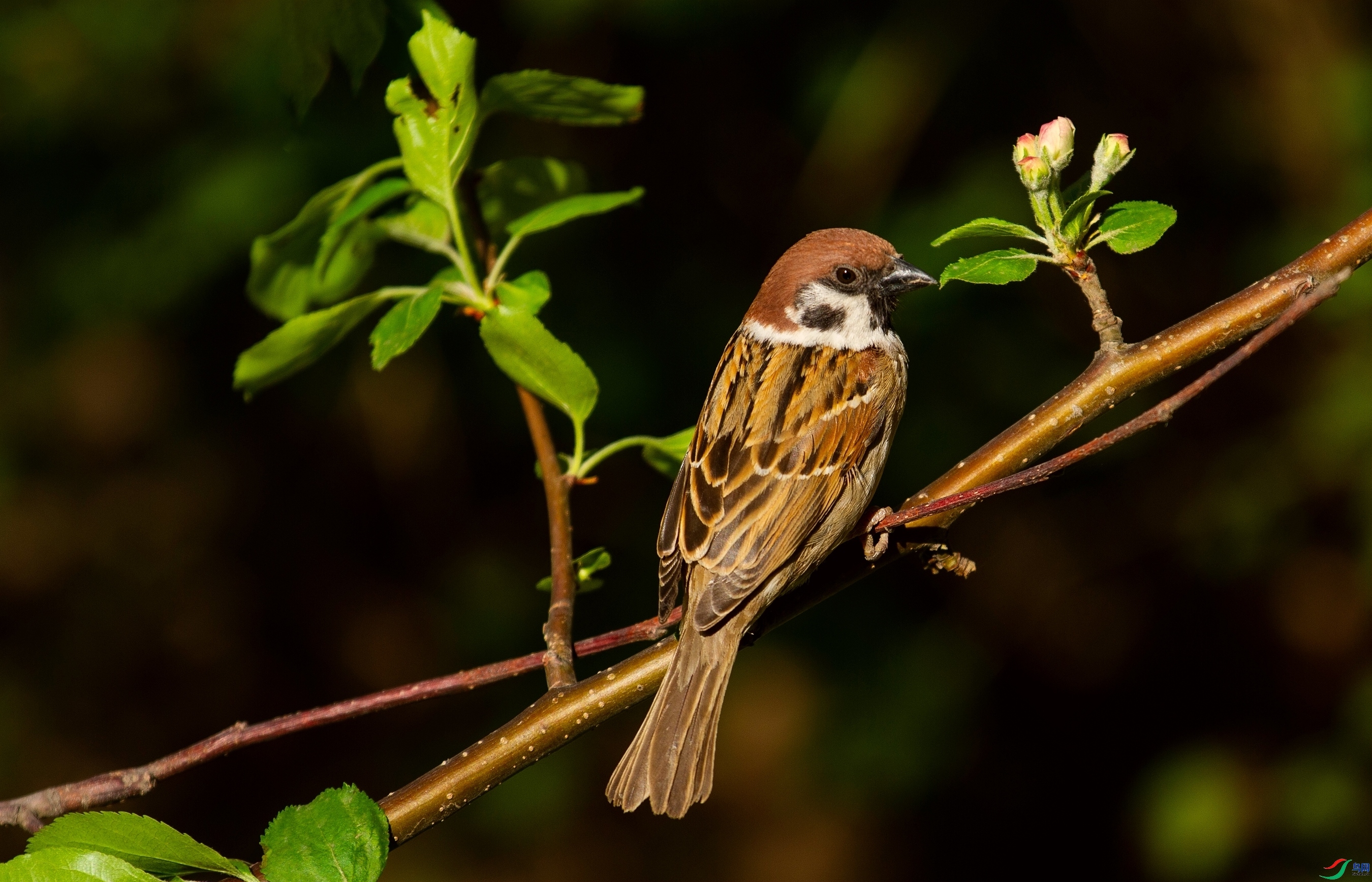 ��ԭЦ�ڳ���  ��ʦ�����ڼ���ʡ��ԭ��.jpg