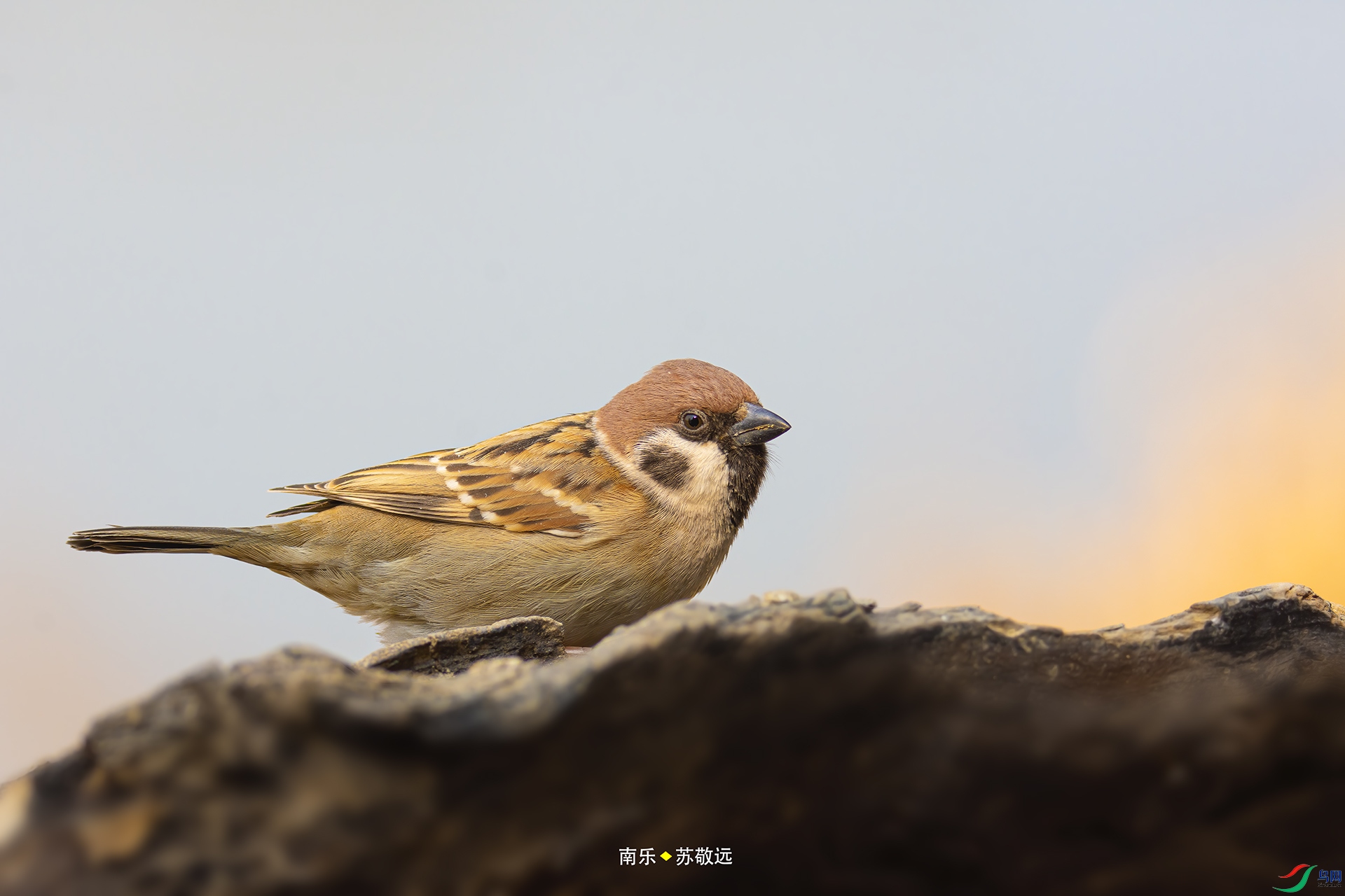 _DSC4875С.jpg