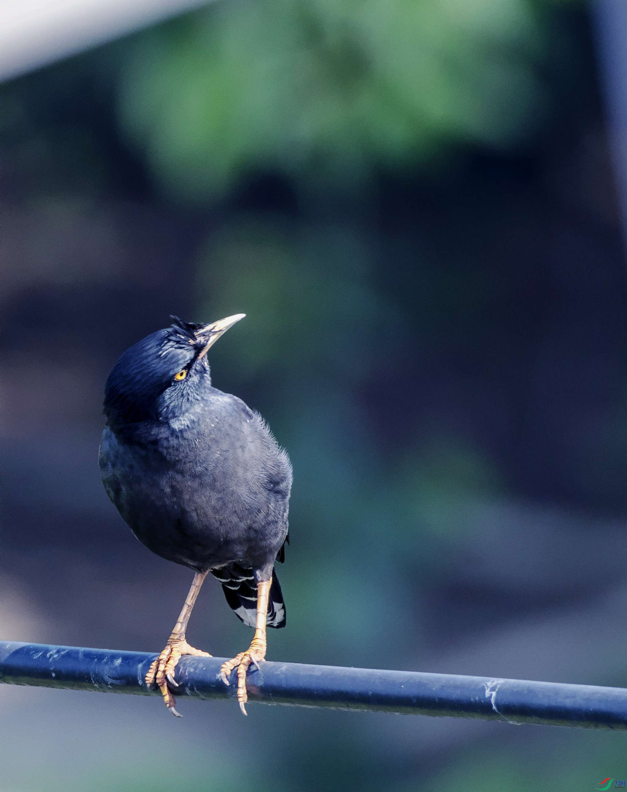 DSC_6701----_conew1.jpg