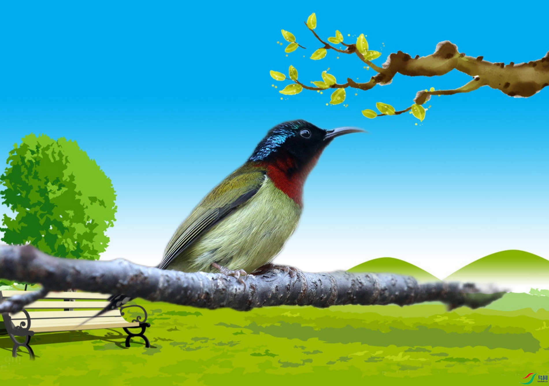 �����̫����