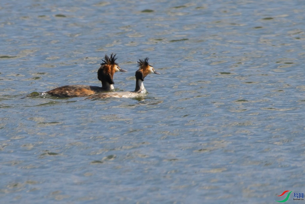 _DSC5500a.jpg