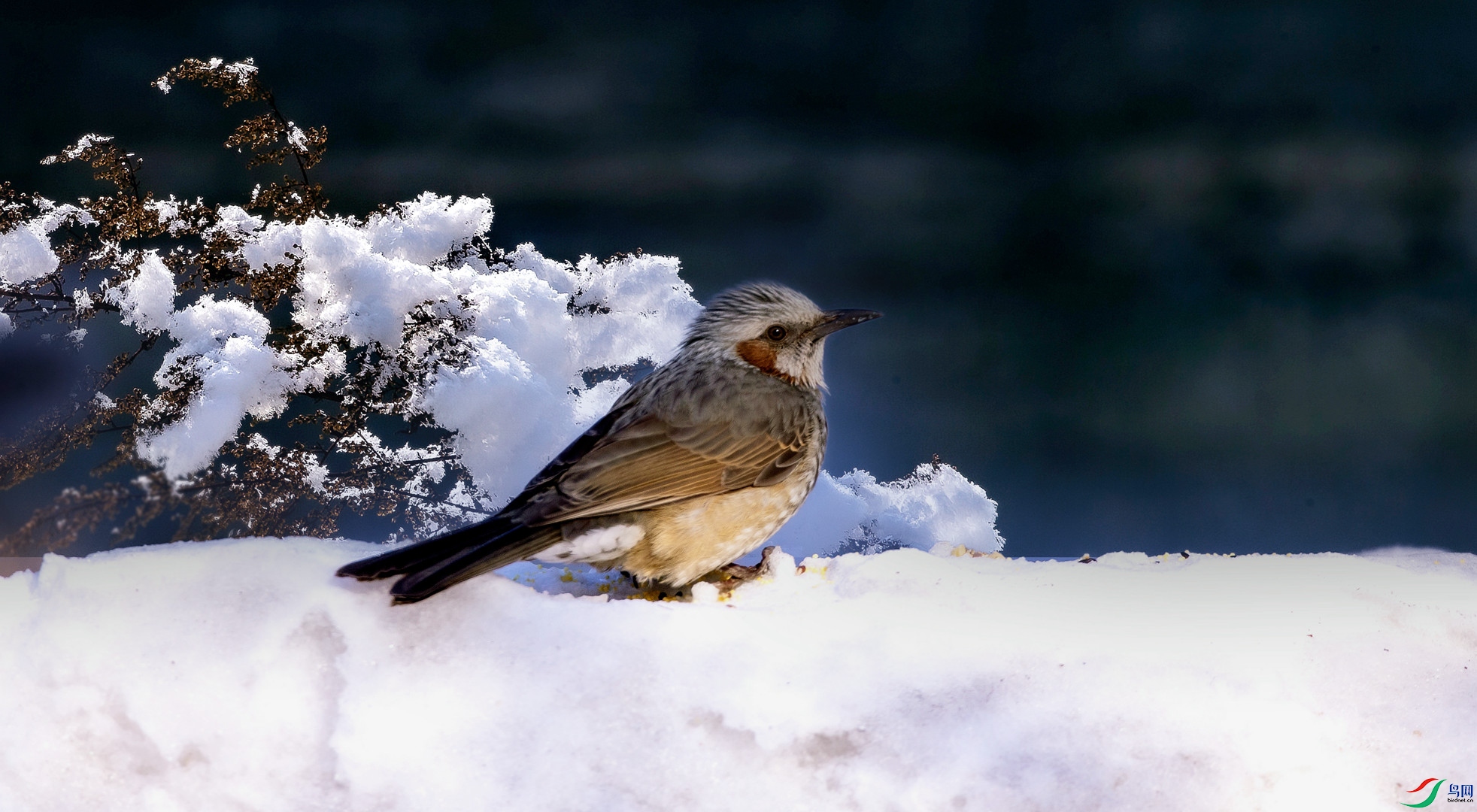 �������ڶ���