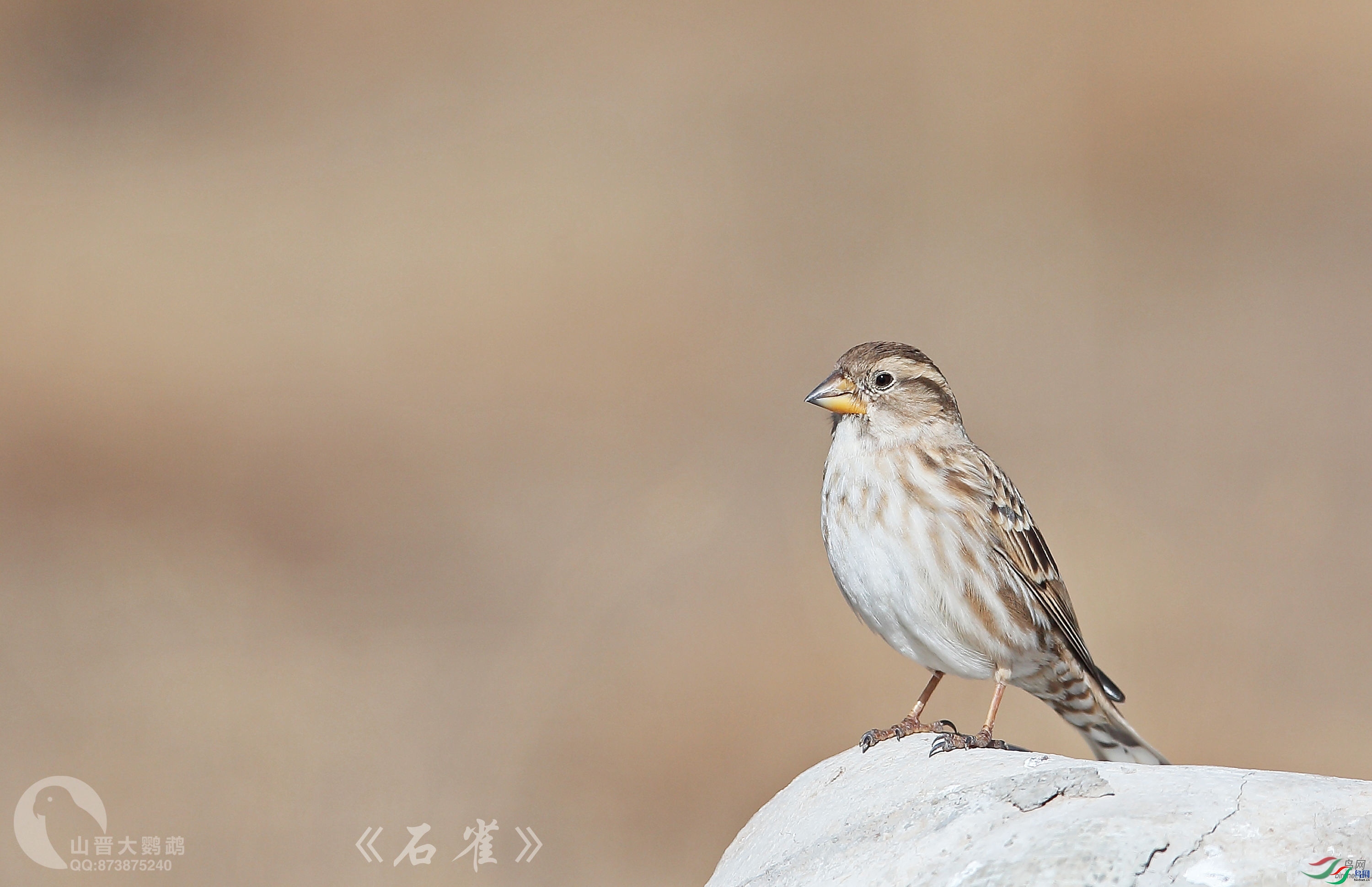 ɽ��������  ��ʦ�������Ĵ�ʡ���Ӳ���Ǽ��������.jpg