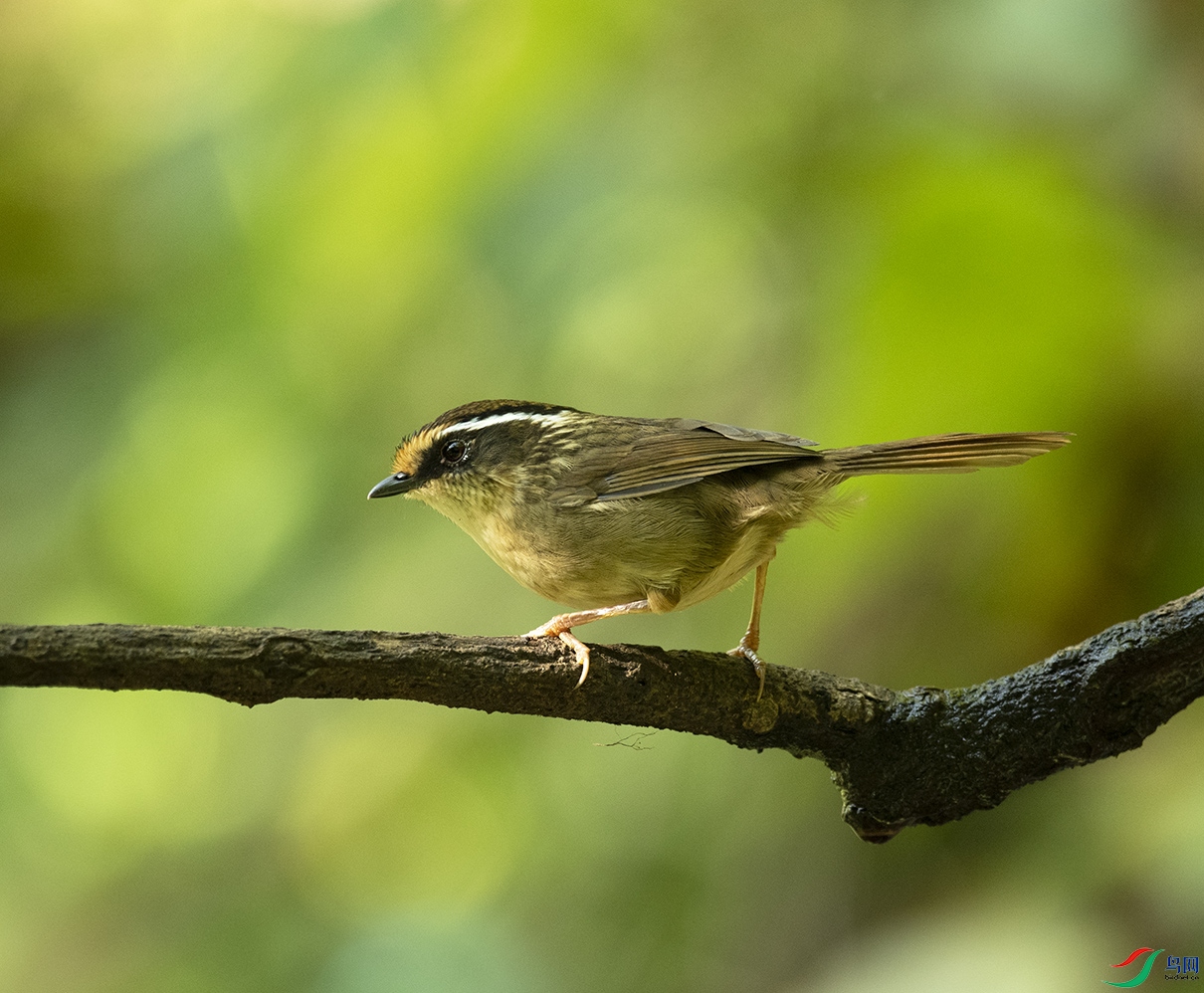���{ȸ�B Rusty-capped Fulvetta_DSC3659����1.jpg