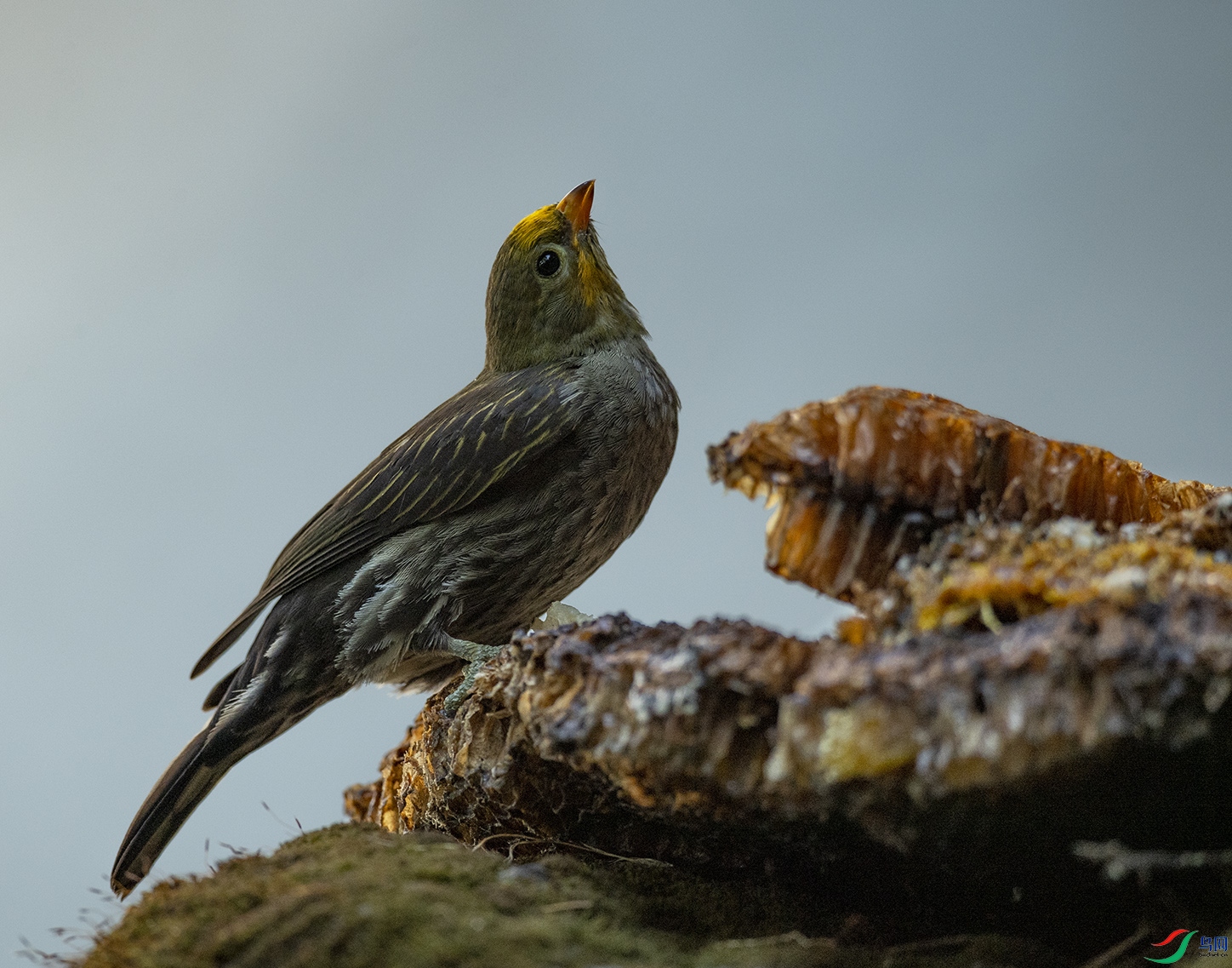 �S������� Yellow-rumped Honeyguide_DSC0243����1.jpg