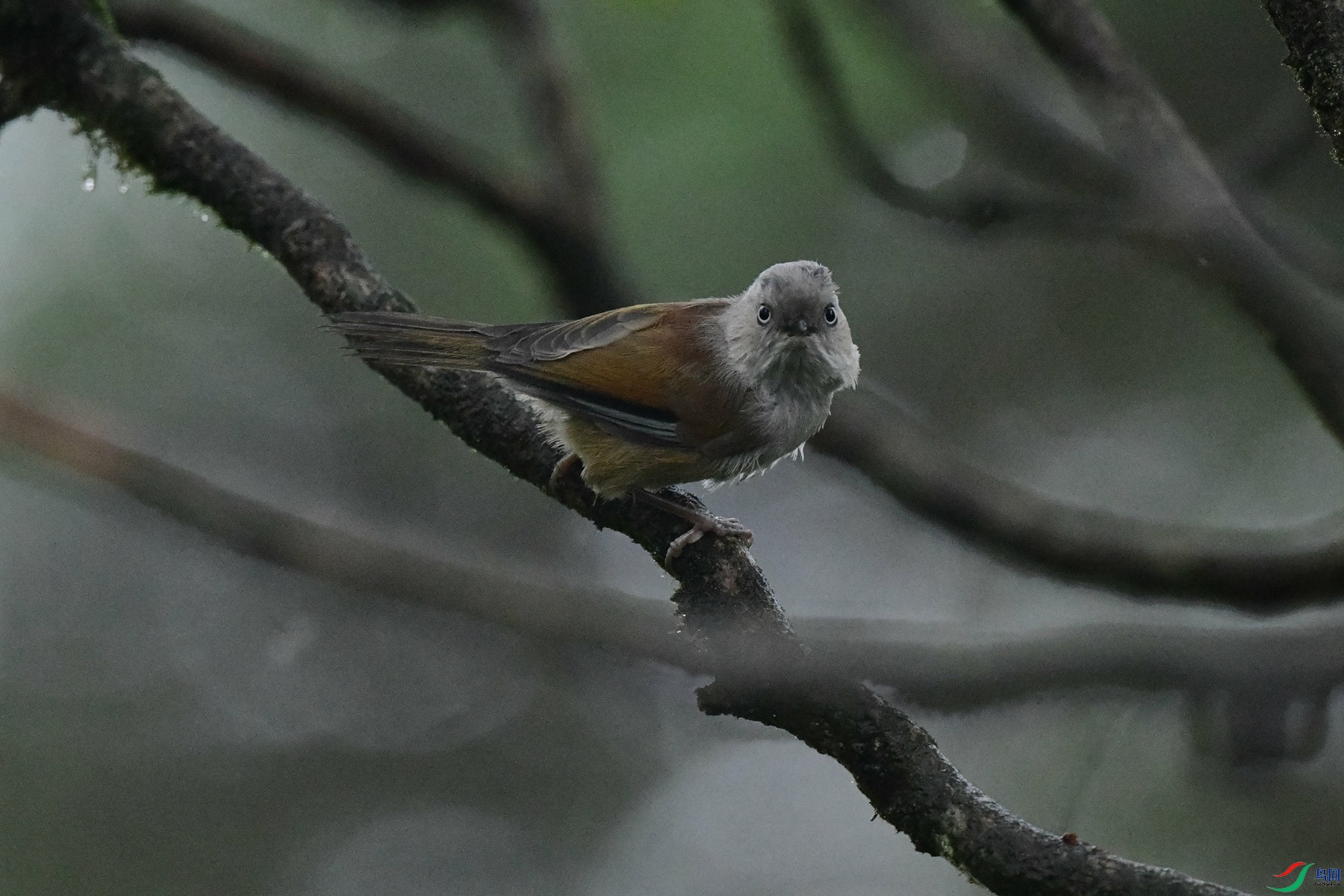 DSC_3636_�����㶫.jpg
