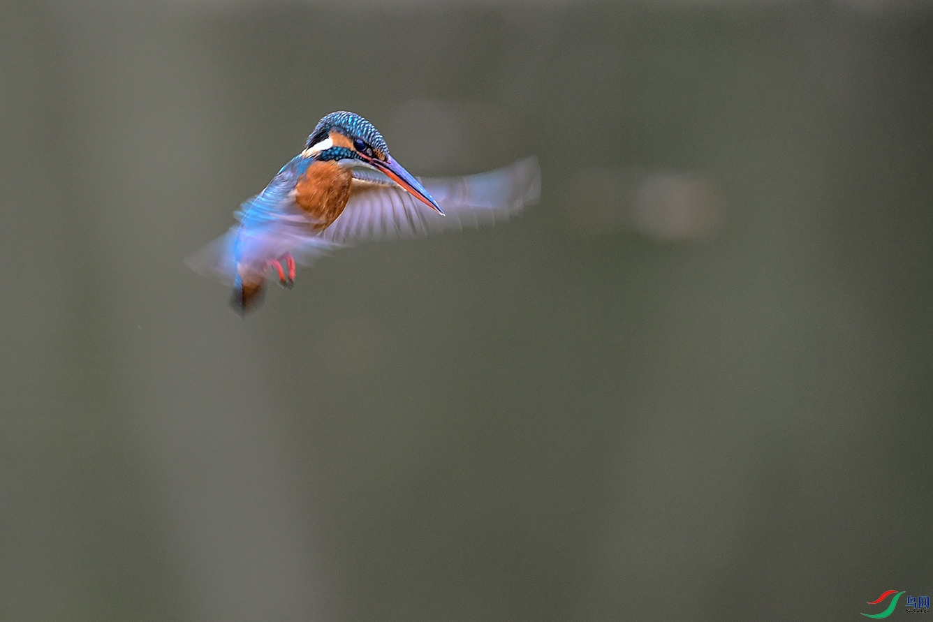 DSC_6399-2.jpg