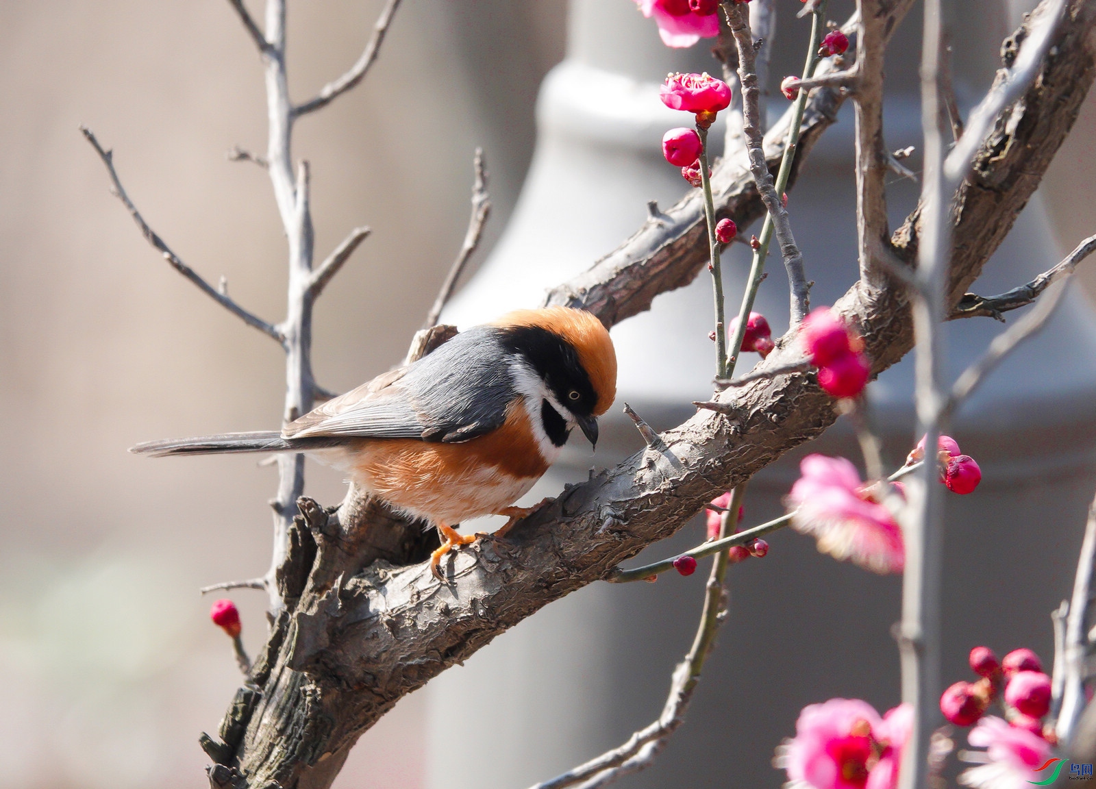 DSC07280ab.jpg