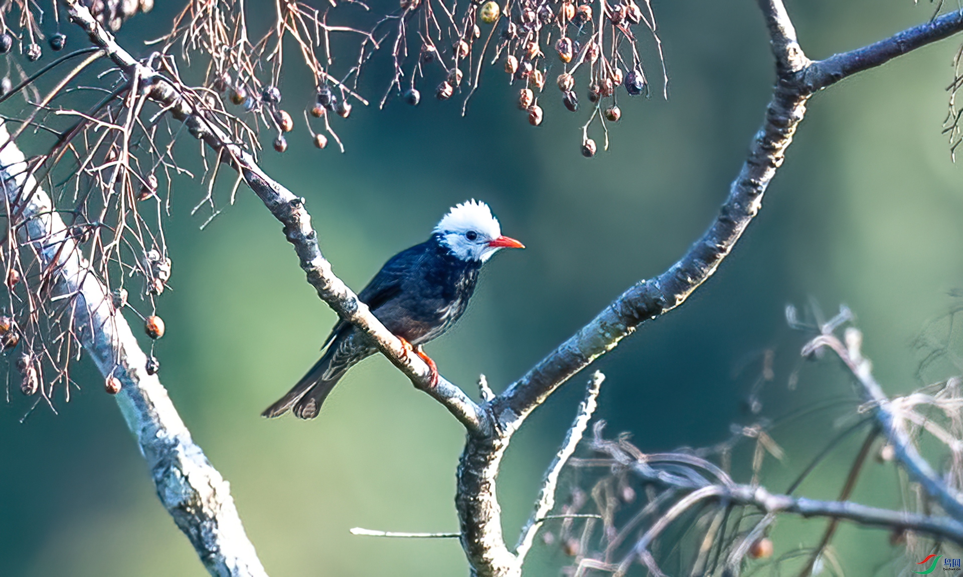 DSC_9089-l_����.jpg