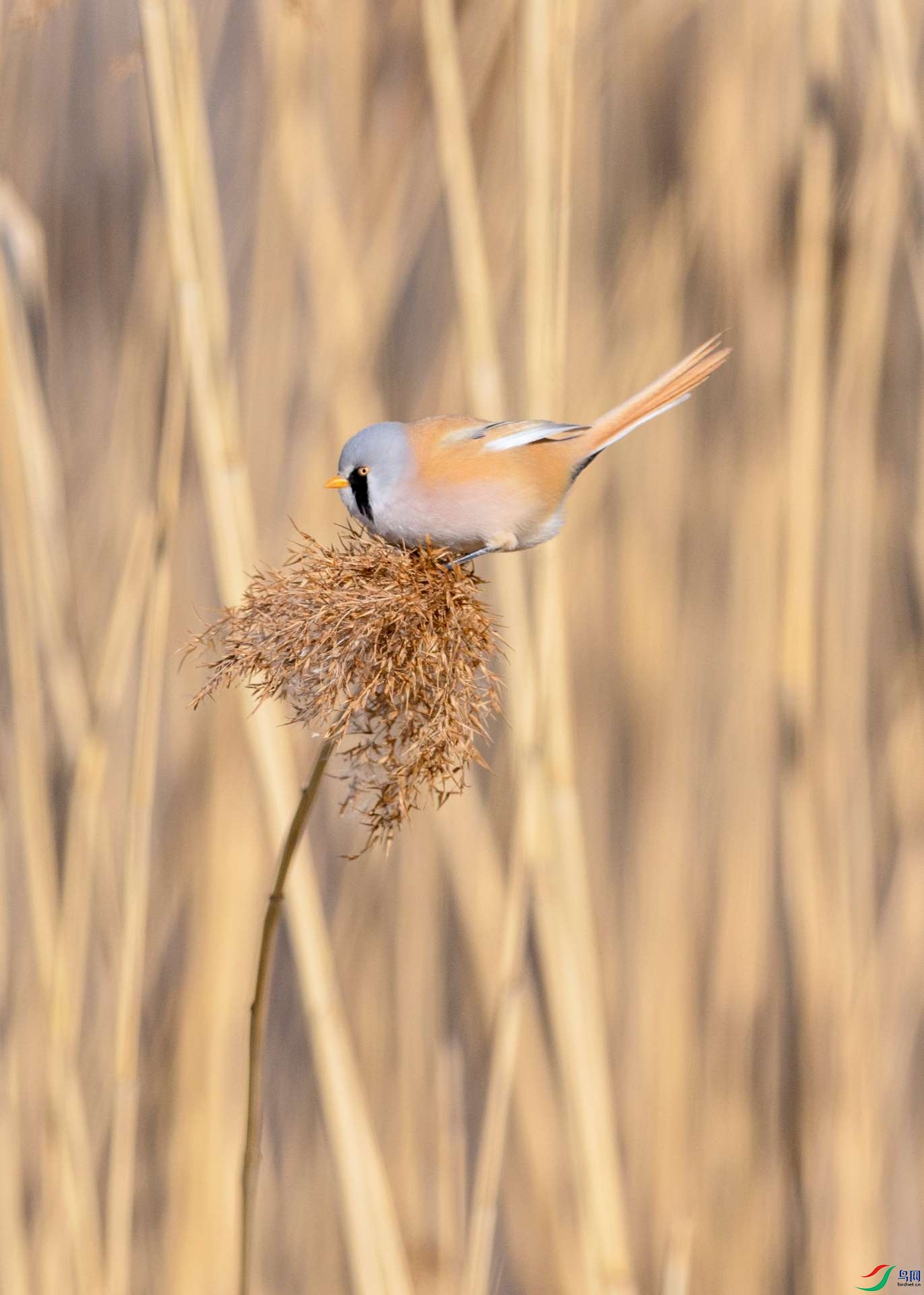 _6661784 ����.jpg